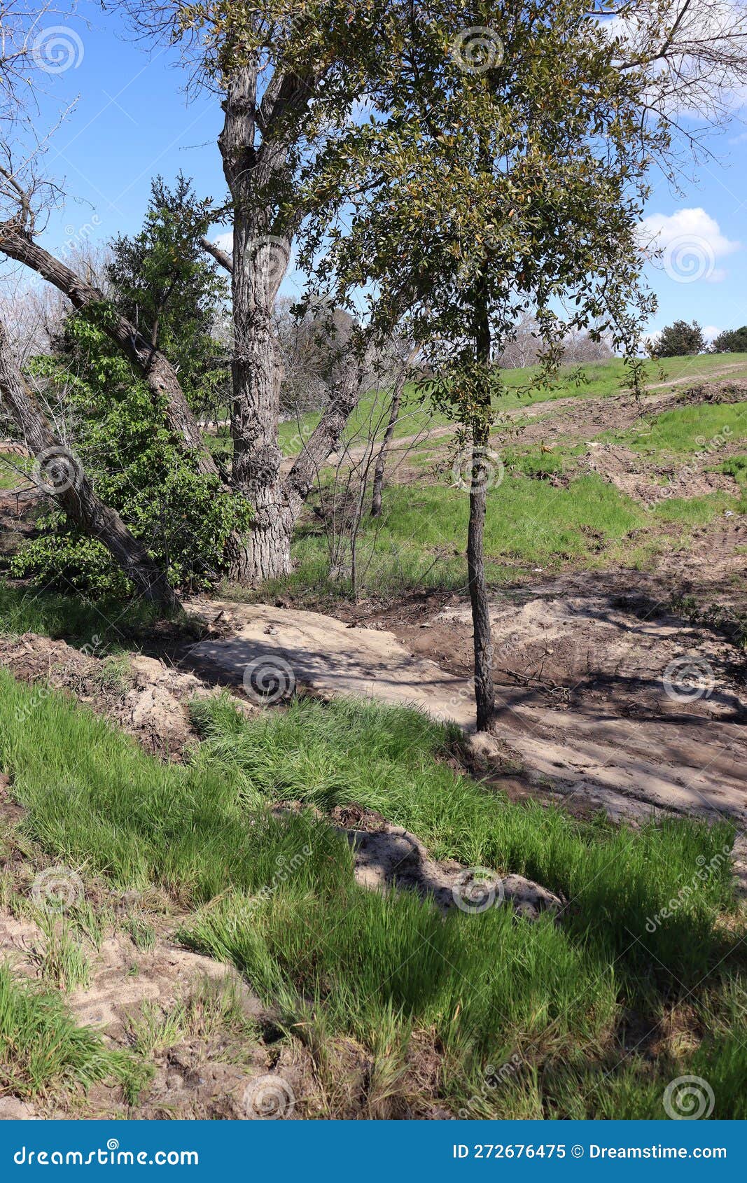 Storm Damage Woodward Park Fresno Stock Image Image of soil, flower