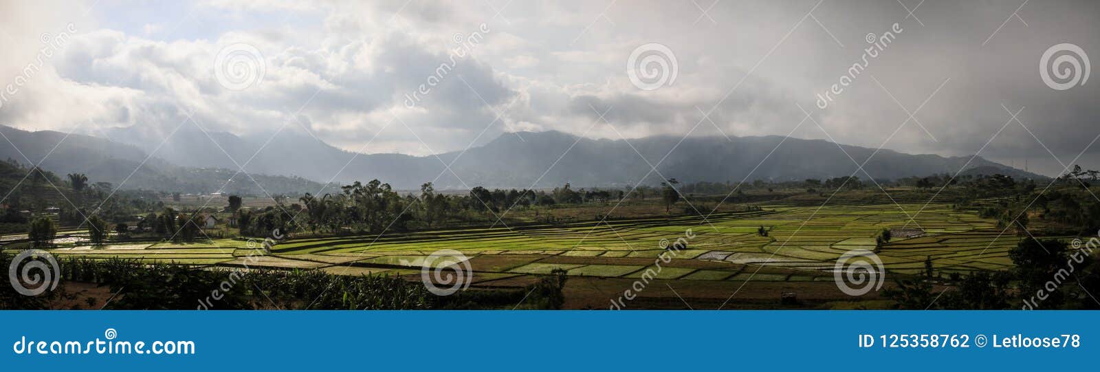 the storm on the rice paddies in the beautiful and luxurious countryside around ruteng nusa tenggara, flores island, indonesia