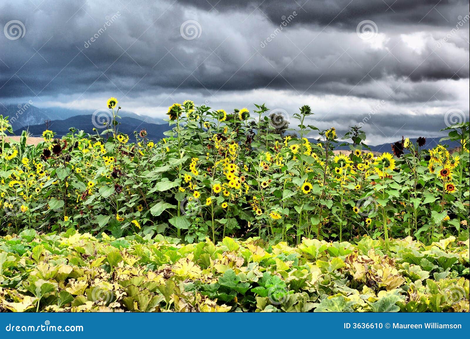 Sunflowers Blowing Wind Stock Photos Free & RoyaltyFree Stock Photos