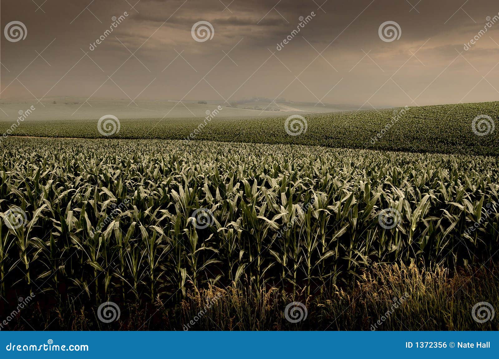 stormy cornfield