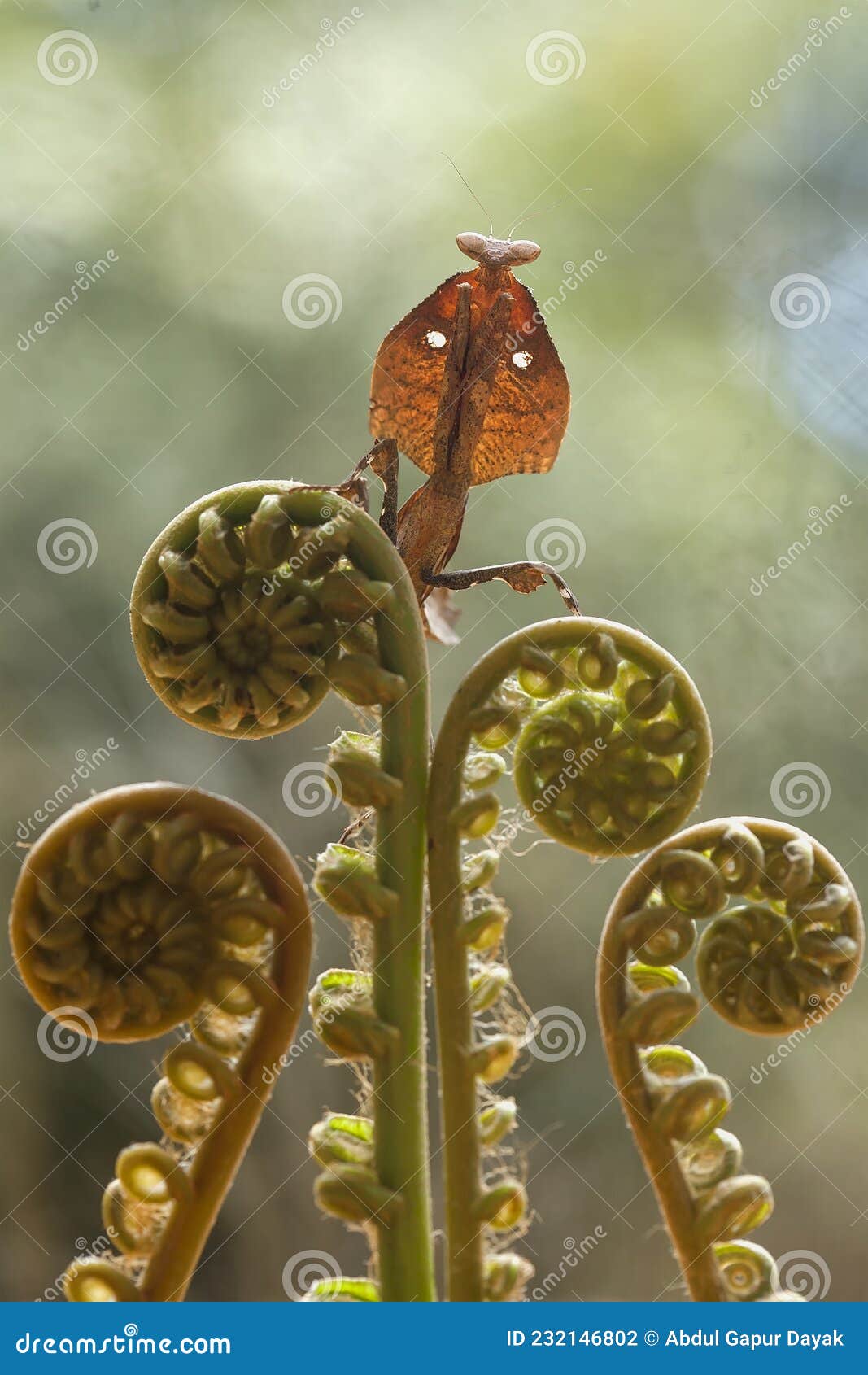 the story of mantis life`s