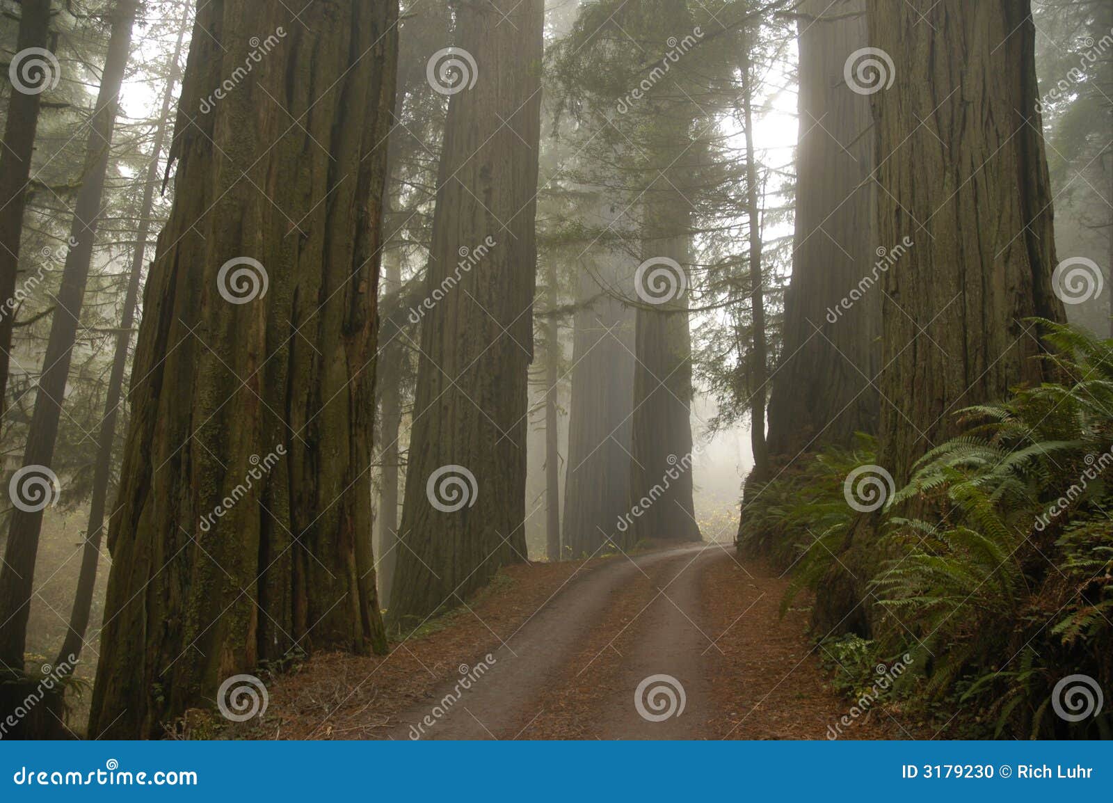 stout grove redwoods