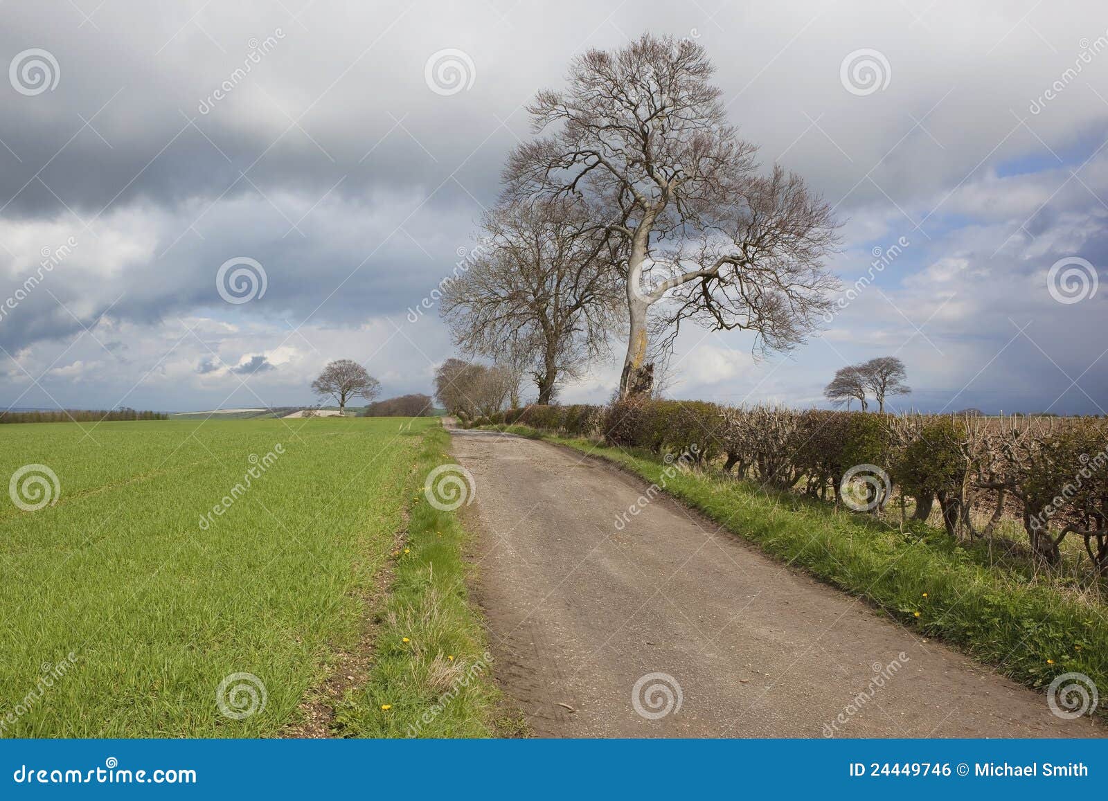 Strada aziendale di aprile. Il paesaggio rurale inglese con gli alberi e hedgerows della strada aziendale ed il giovane orzo potano sotto un cielo nuvoloso di primavera