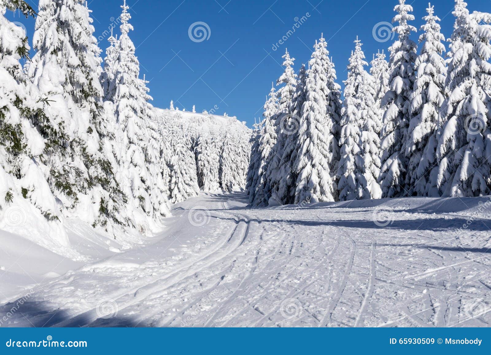 Strada di inverno in montagne Piste di sci governate per corsa campestre. Strada di inverno in montagne Alberi coperti di neve fresca nel giorno soleggiato Piste di sci governate per corsa campestre in Karkonosze, montagne giganti, Polonia