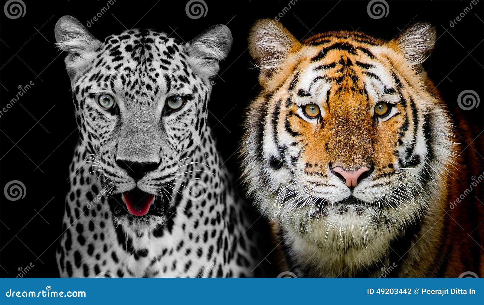 16,984 Face Leopard Stock Photos - Free & Royalty-Free Stock