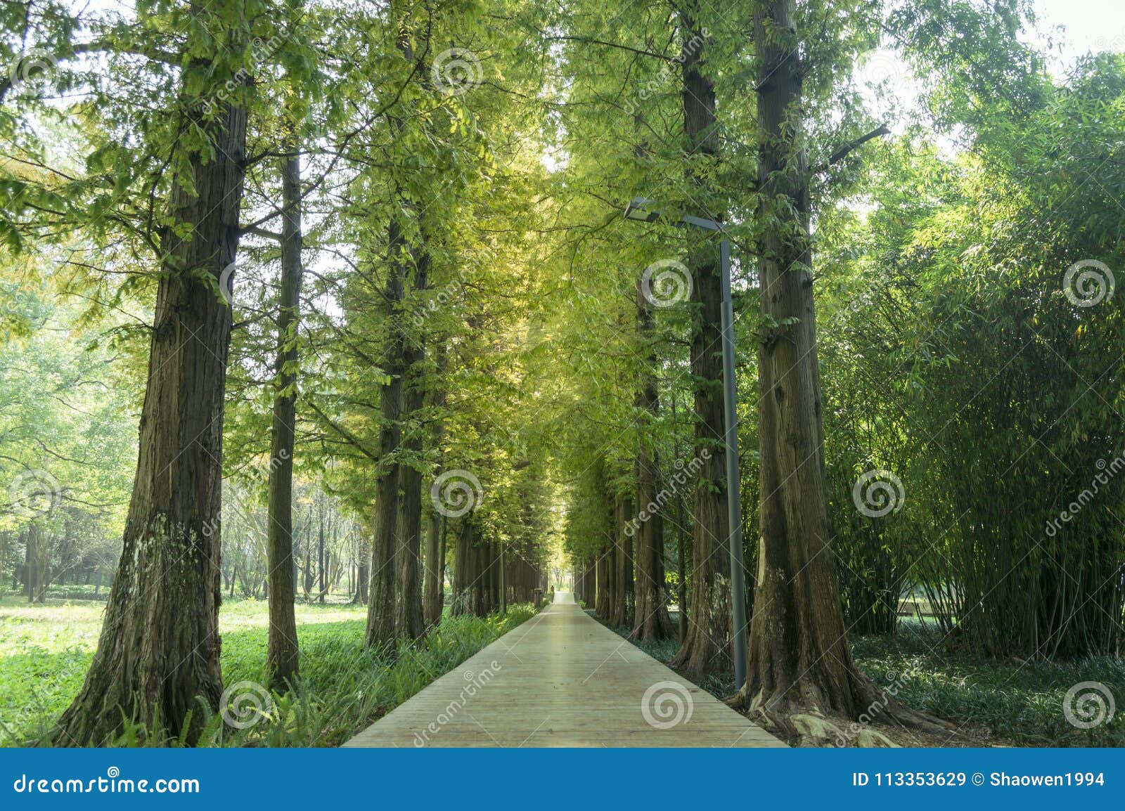 straight path road in park