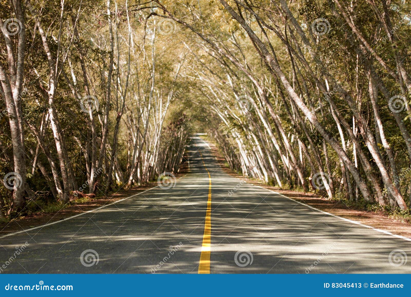Straight road with trees stock image. Image of destination - 83045413 for Straight Road With Trees
570bof Straight road with trees stock image. Image of destination - 83045413 for Straight Road With Trees
570bof