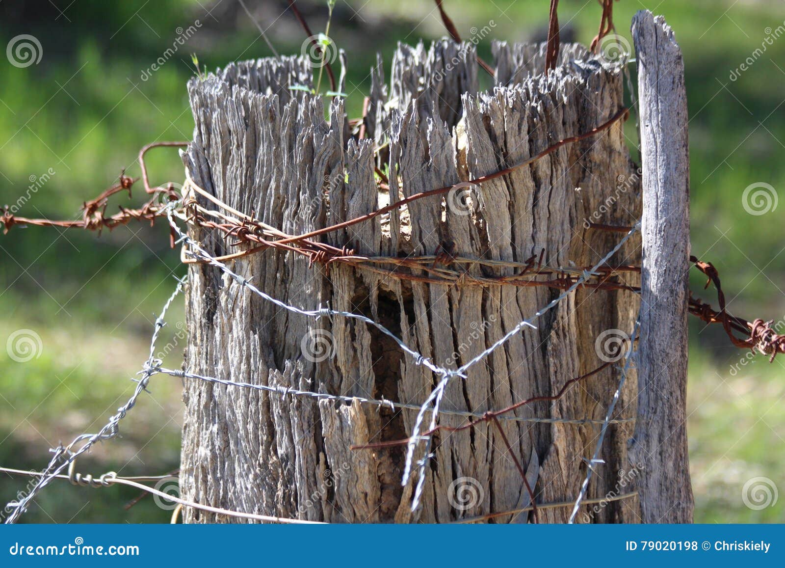 Strainer Fence Post with Wire Stock Photo Image of post, block 79020198