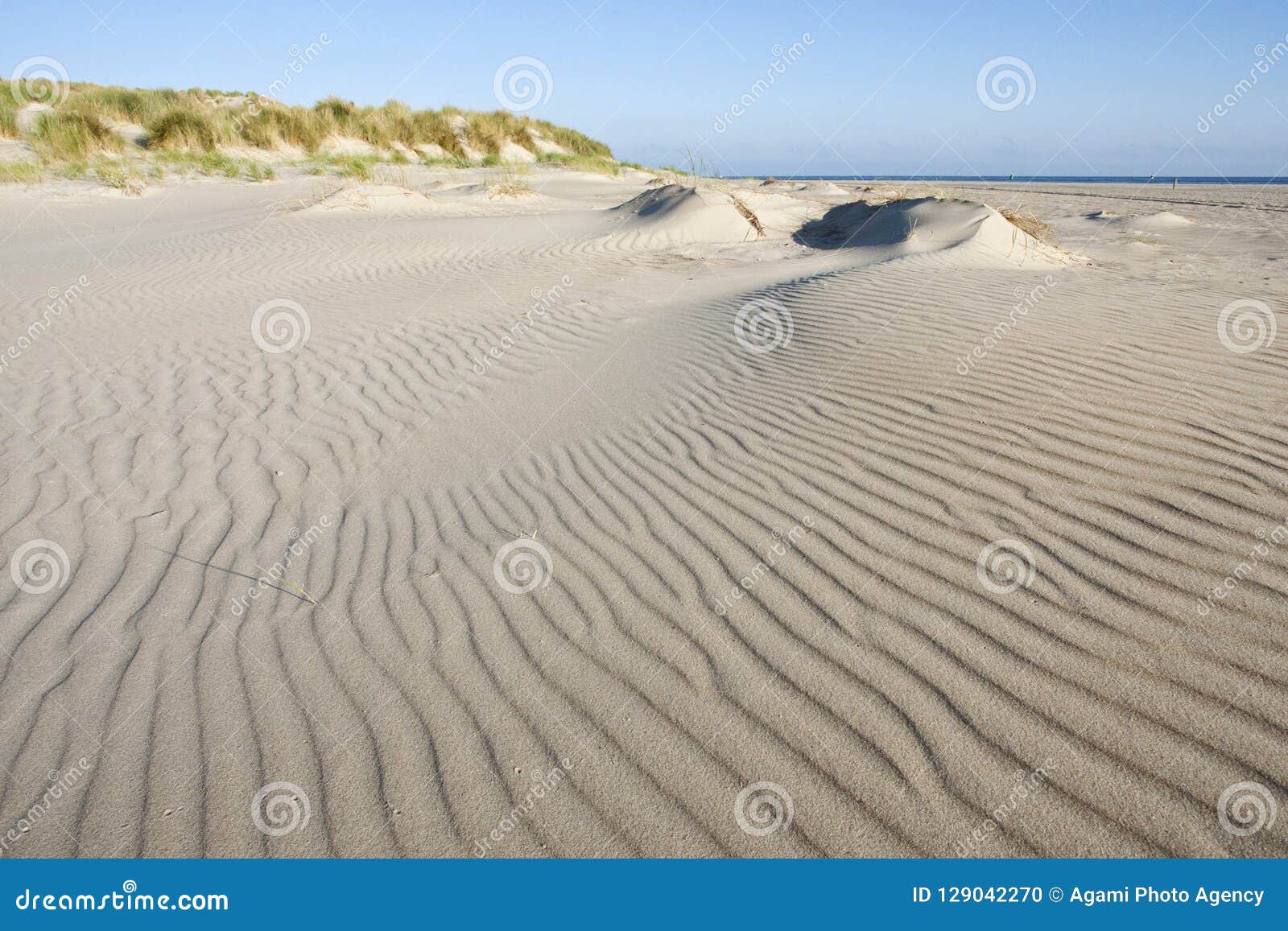 strand en duinen oostpunt, vlieland (nederland / netherlands)