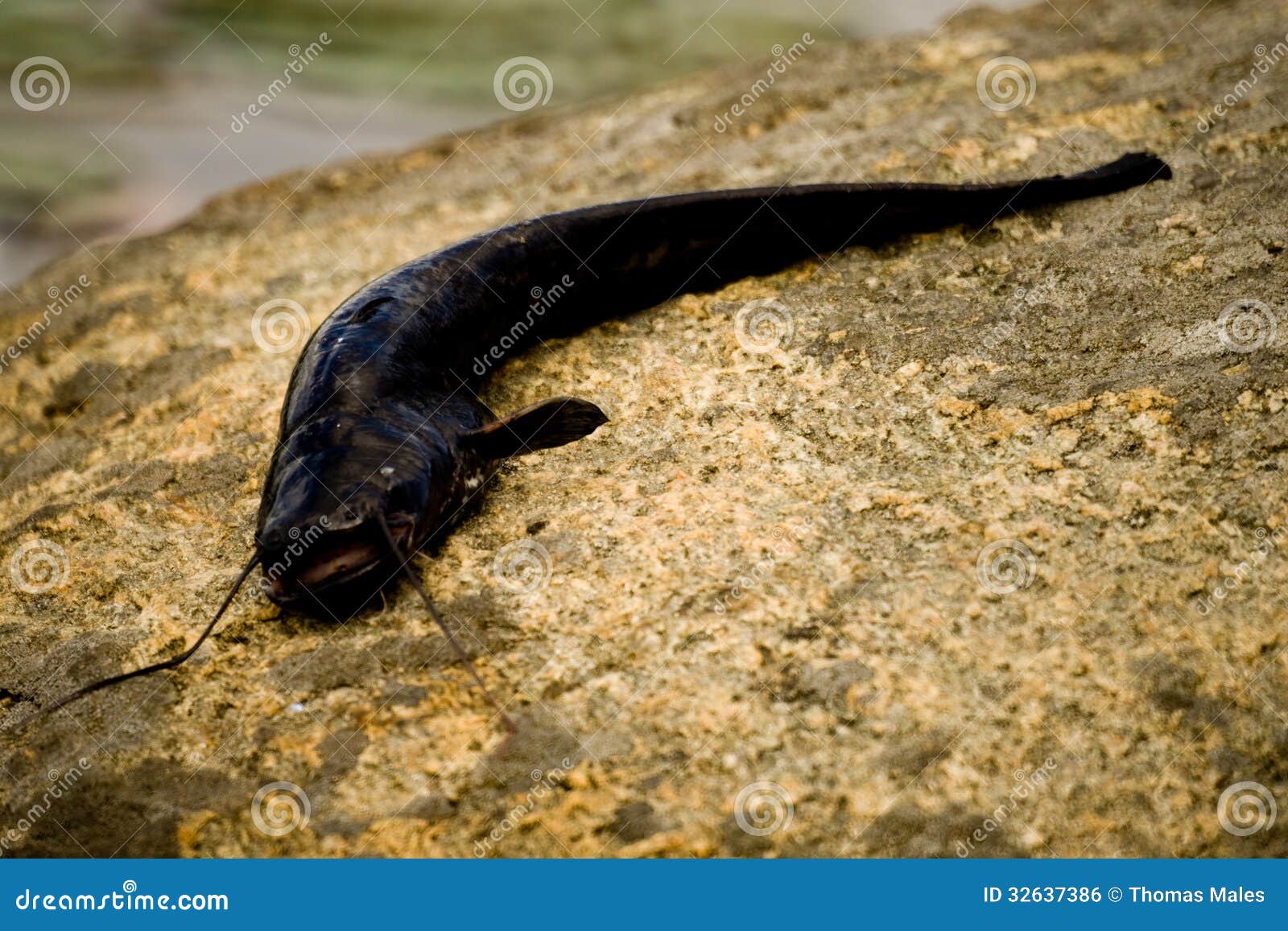 Stranded catfish stock photo. Image of biology, barbel 32637386