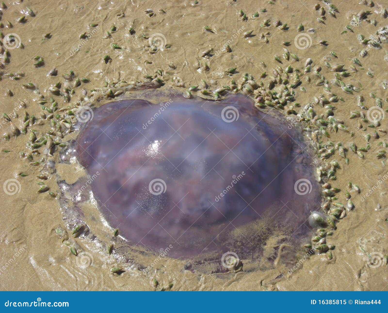 stranded jellyfish