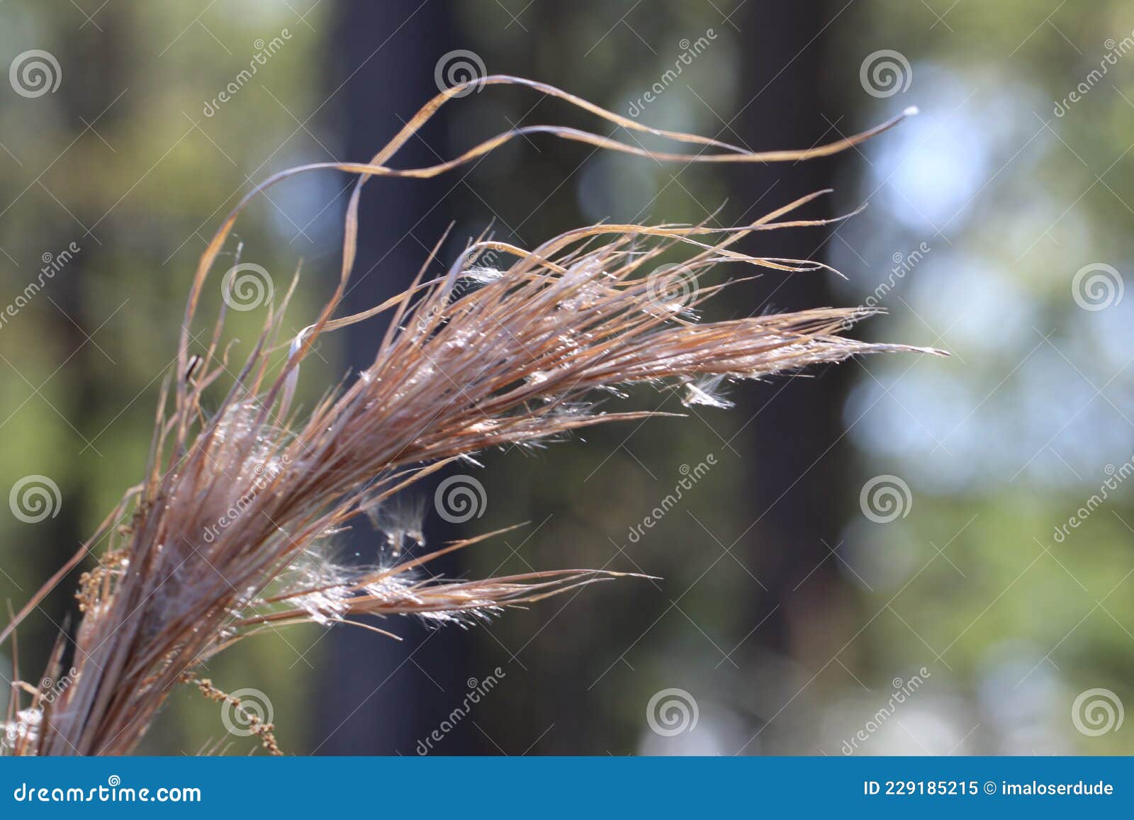 Strands of Grass Leaning To the Right Stock Image Image of grass