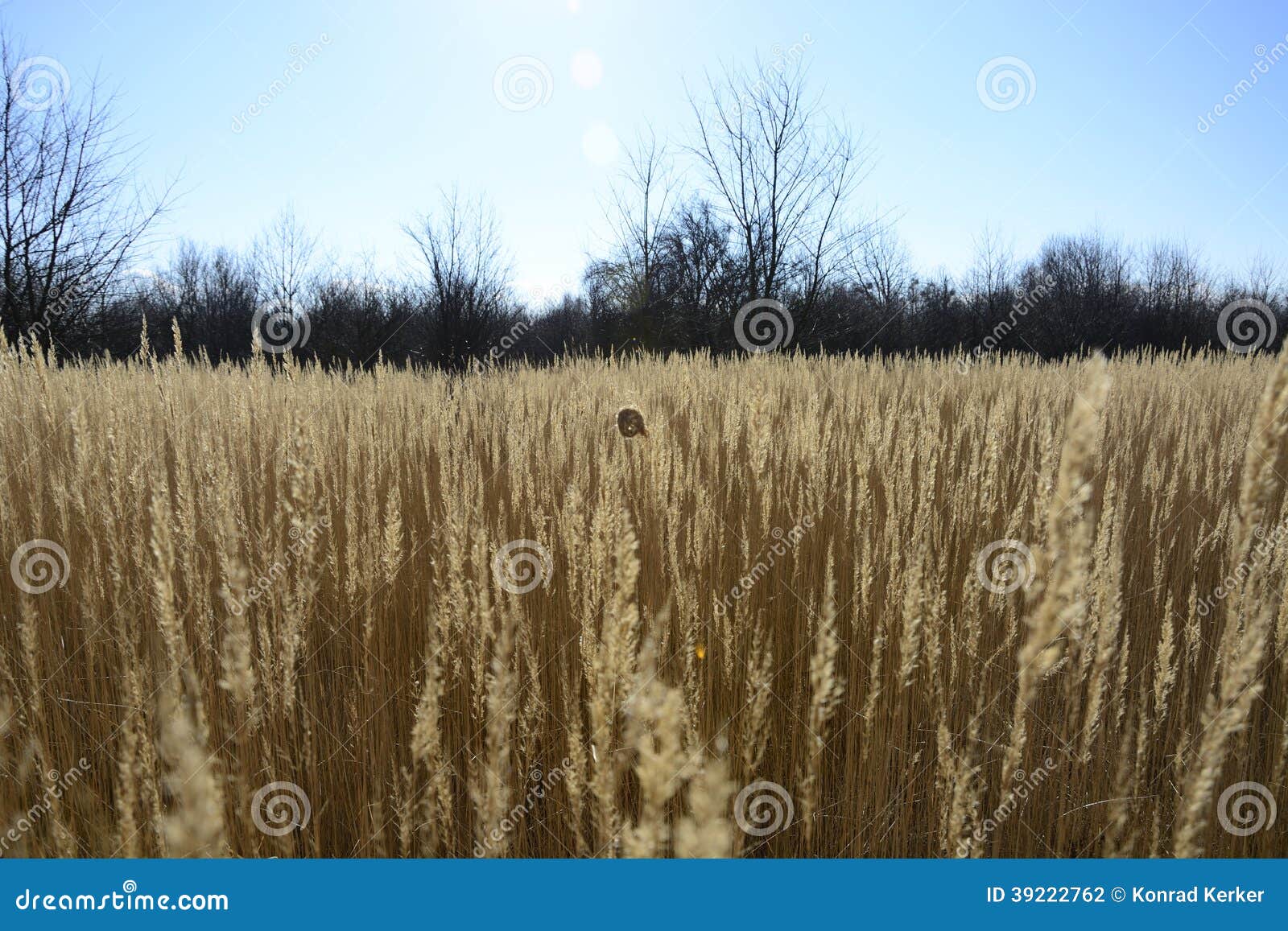 Strands of Grass in the Wind Stock Photo Image of grass, view 39222762