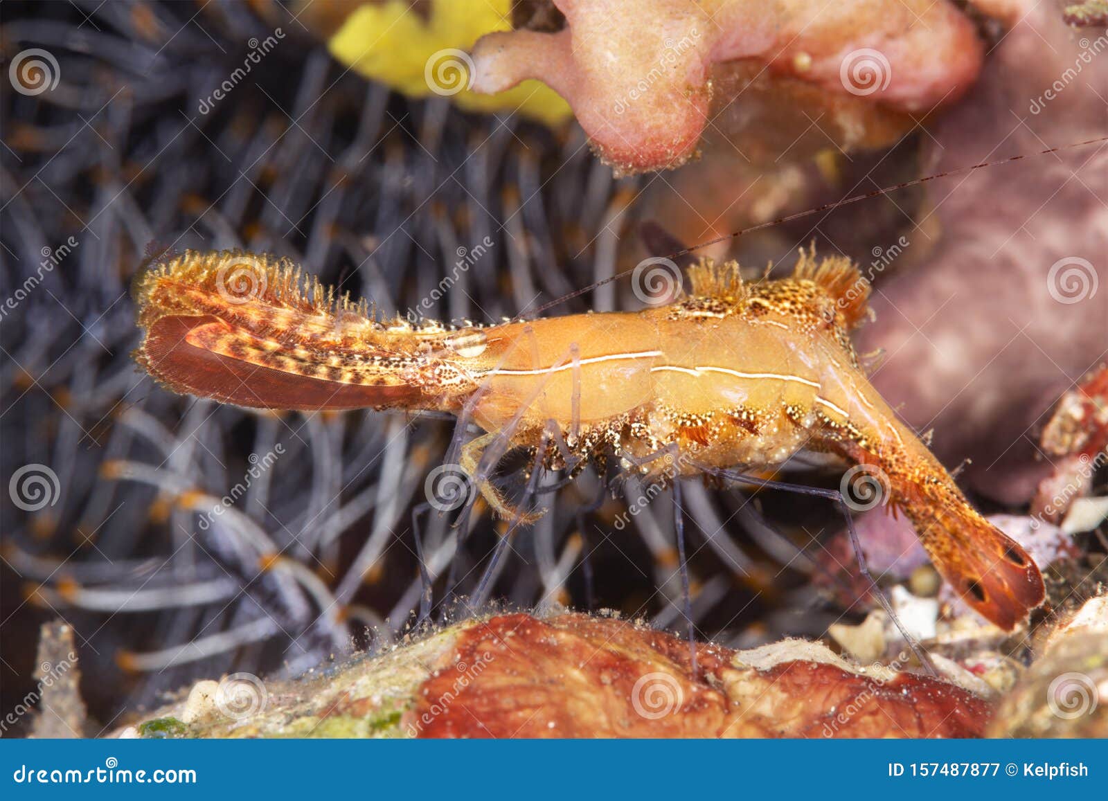 donald duck shrimp in indonesia