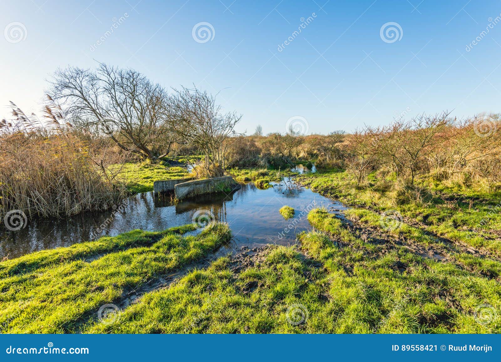 Strange Concrete Components in a Swampy Nature Reserve Stock Image