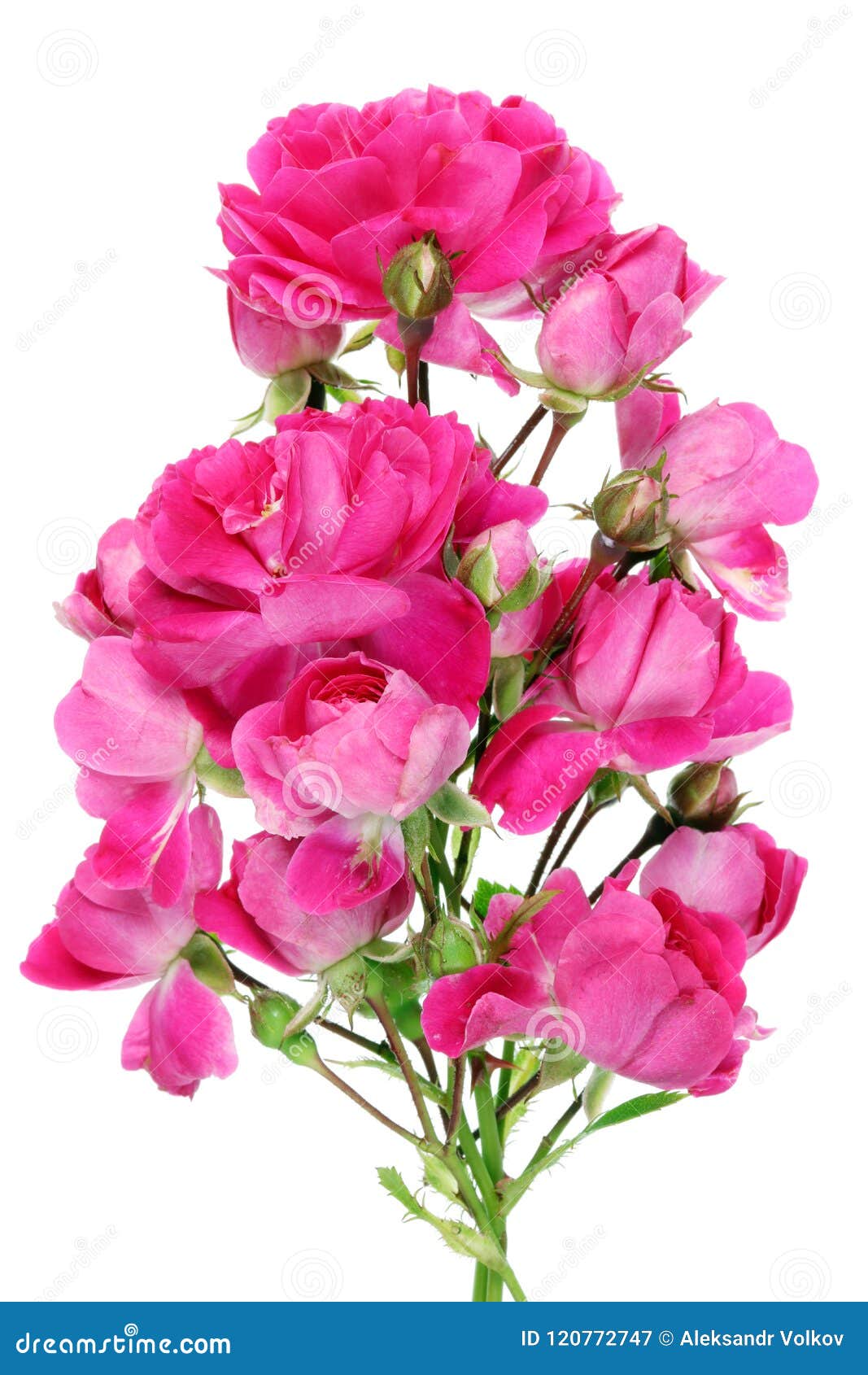 Strange Unusual Bouquet of a Real June Pink Mini Roses Flowers Stock ...