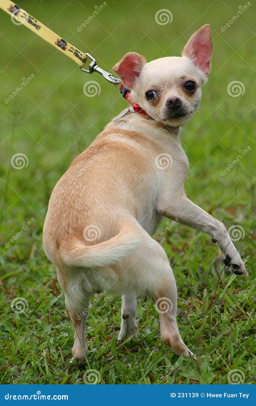 Stranggled dog stock image. Image of obedient, collar, animal 231139