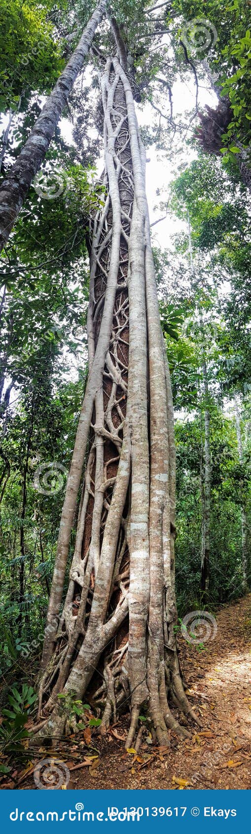 strangler fig tree in the tropical forest panaroma view