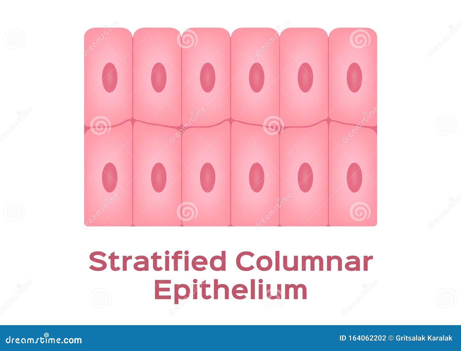 stratified columnar epithelium / epithelial tissue