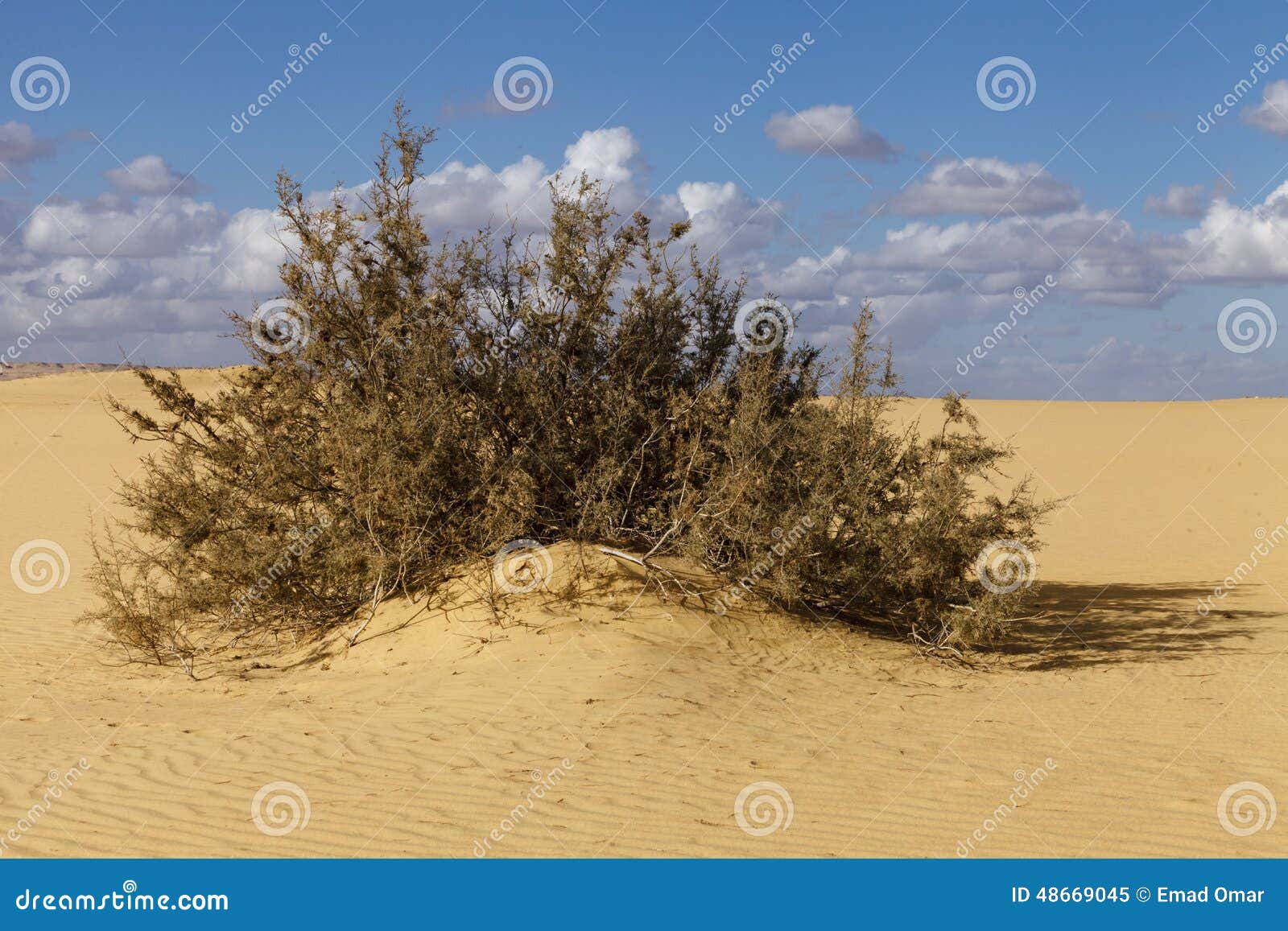 Strauch in der Wüste stockbild. Bild von busch, tourismus 48669045