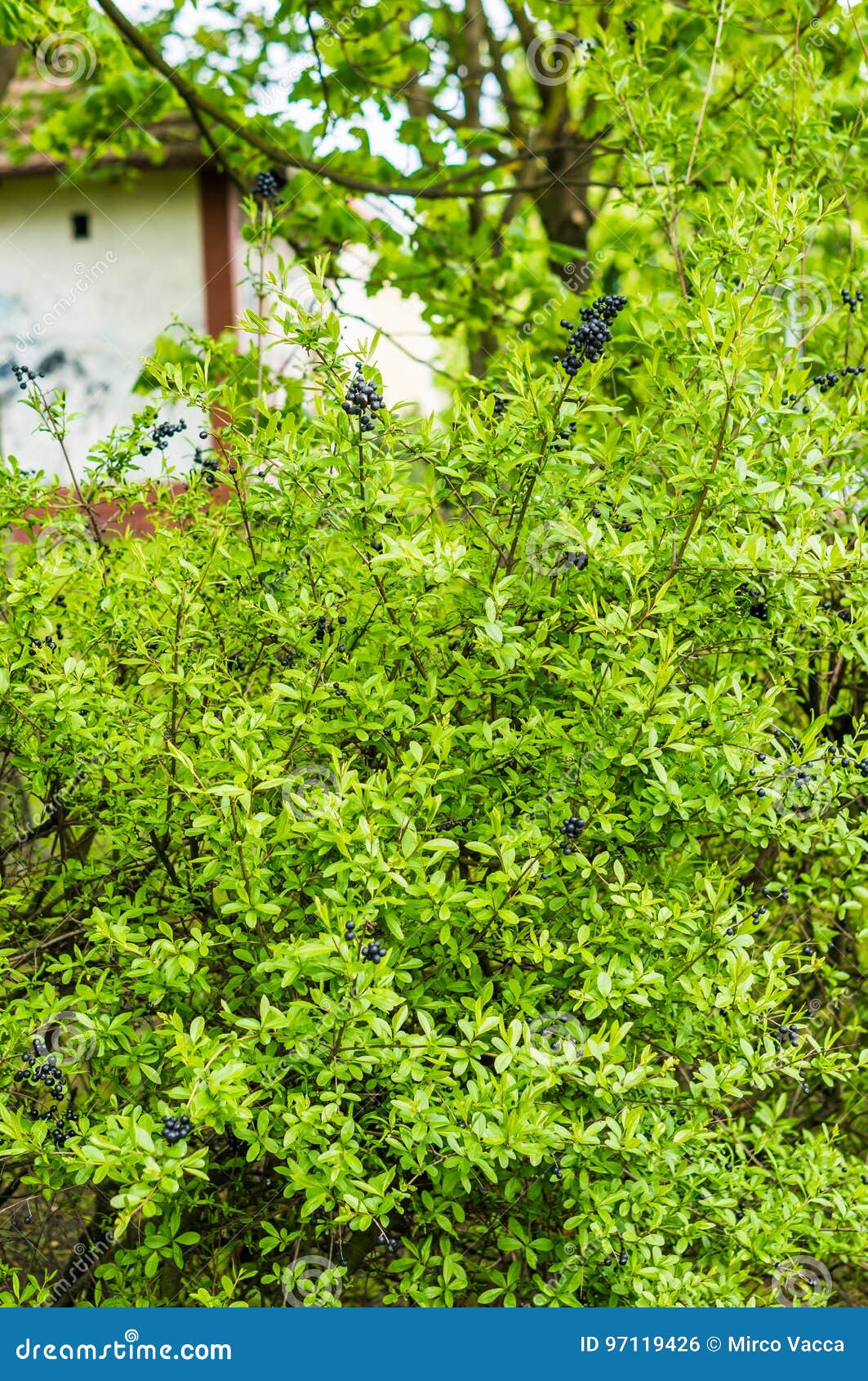 Strauch Mit Schwarzen Beeren Stockfoto Bild von beeren, zweige 97119426