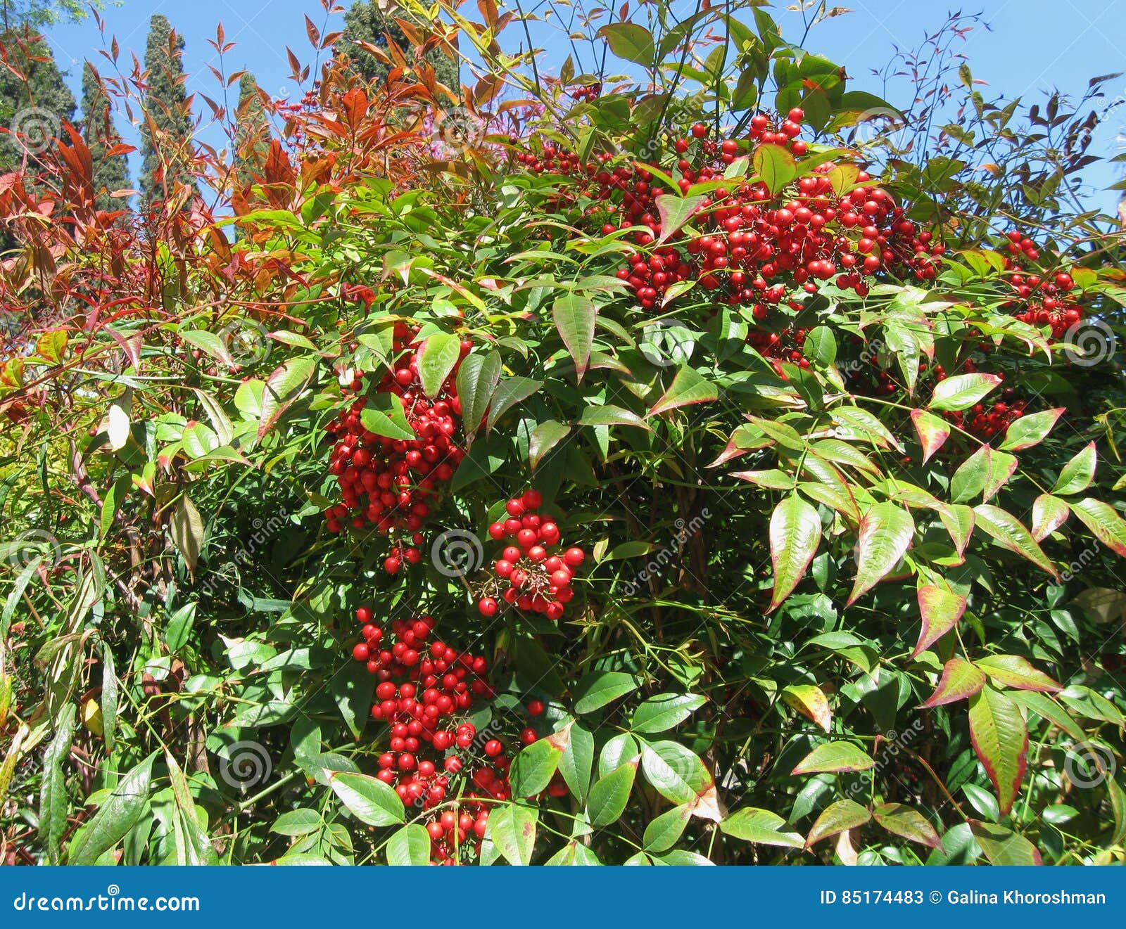 Strauch NandinBambus Mit Roter Beere Stockbild Bild von strauch