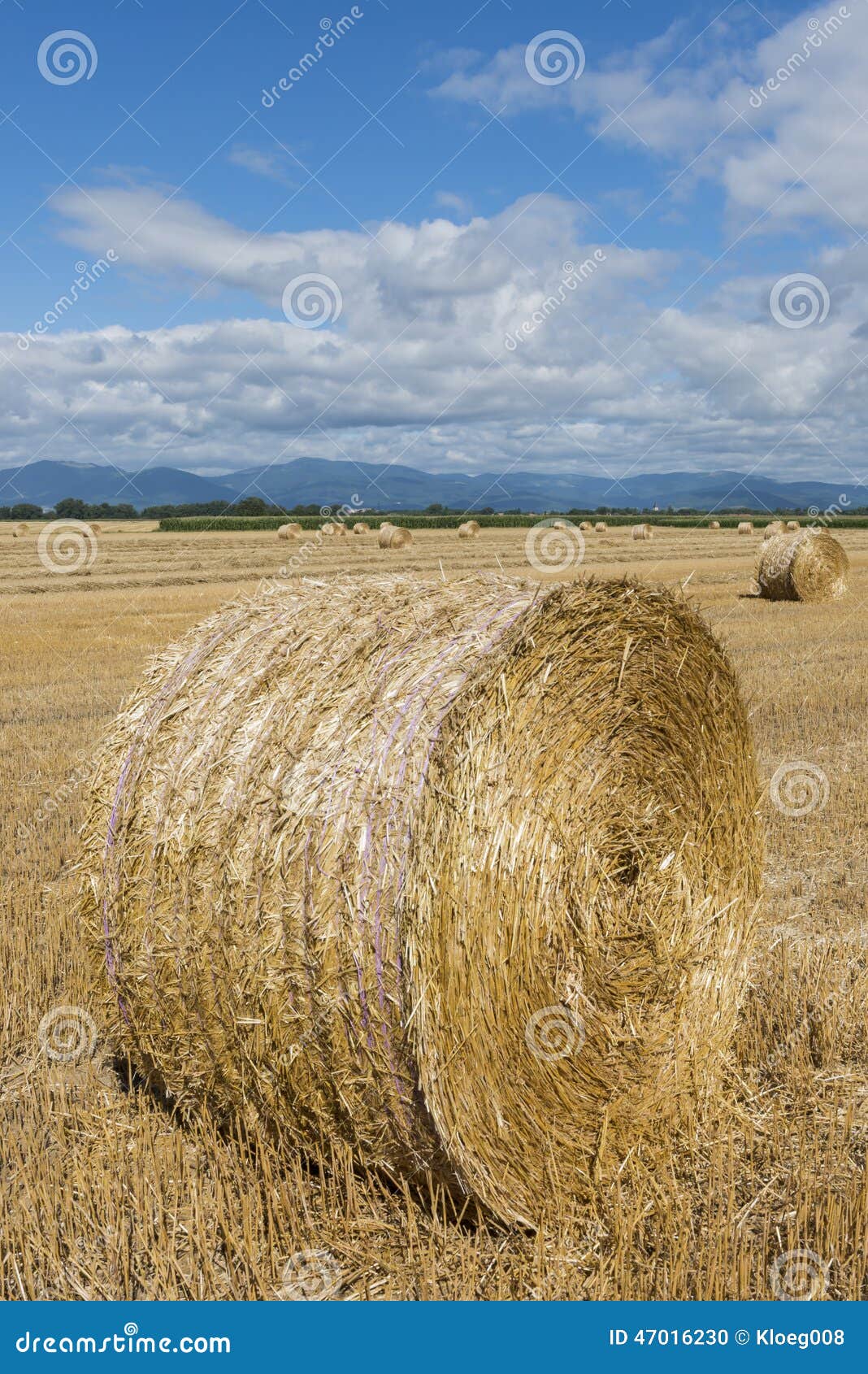 Straw bale stock photo. Image of grainfield, harvest 47016230