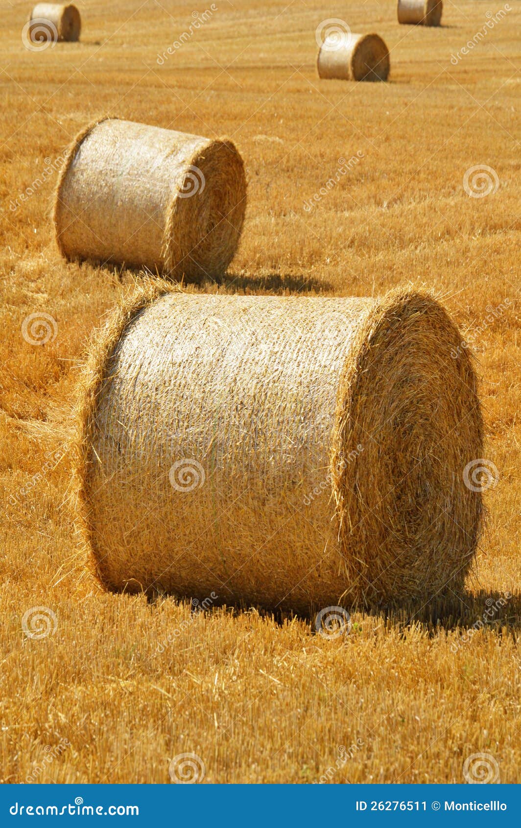 Straw Bales on Corn Fields after Harvest Stock Image Image of