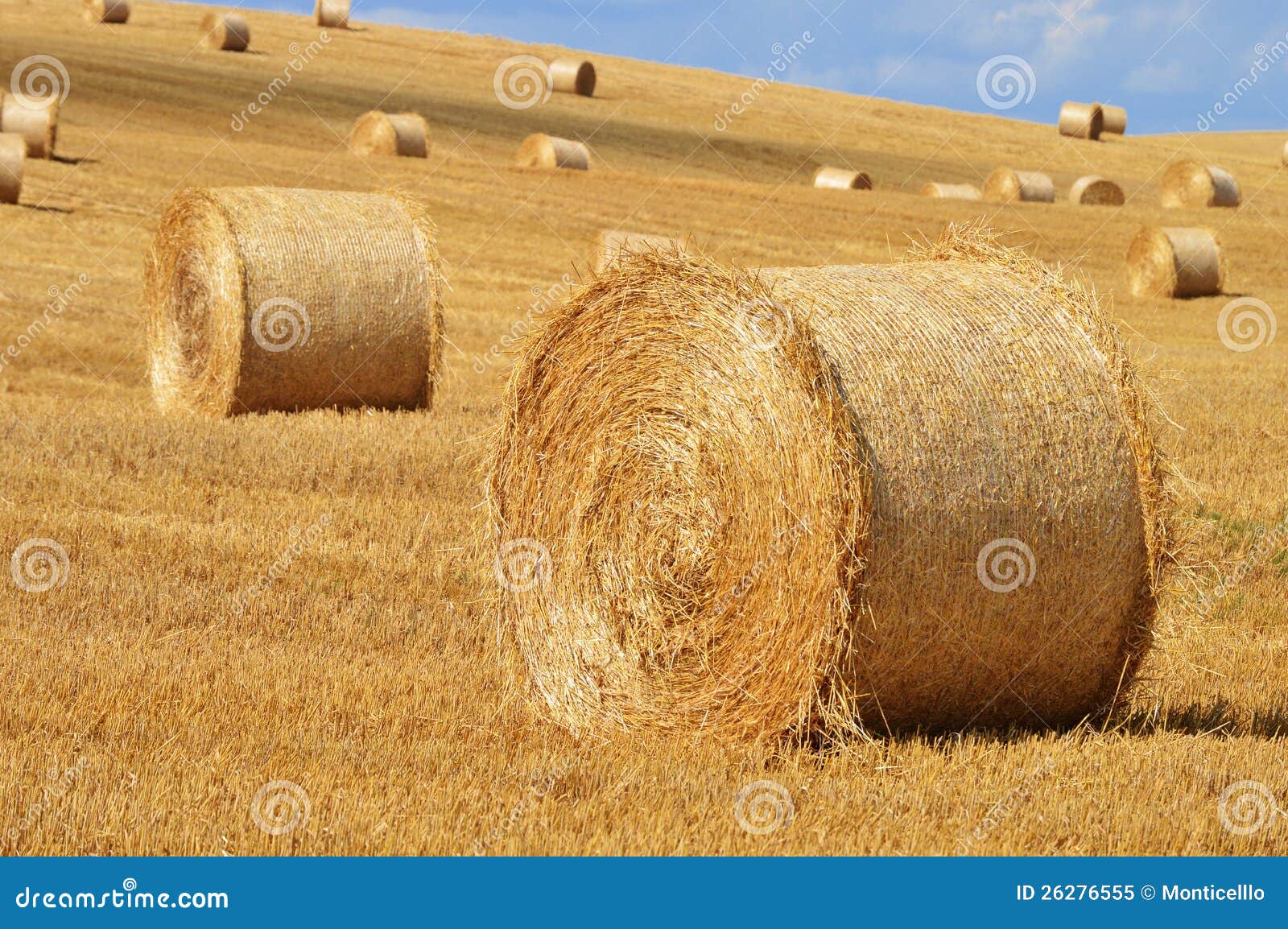 Straw Bales on Corn Fields after Harvest Stock Image Image of