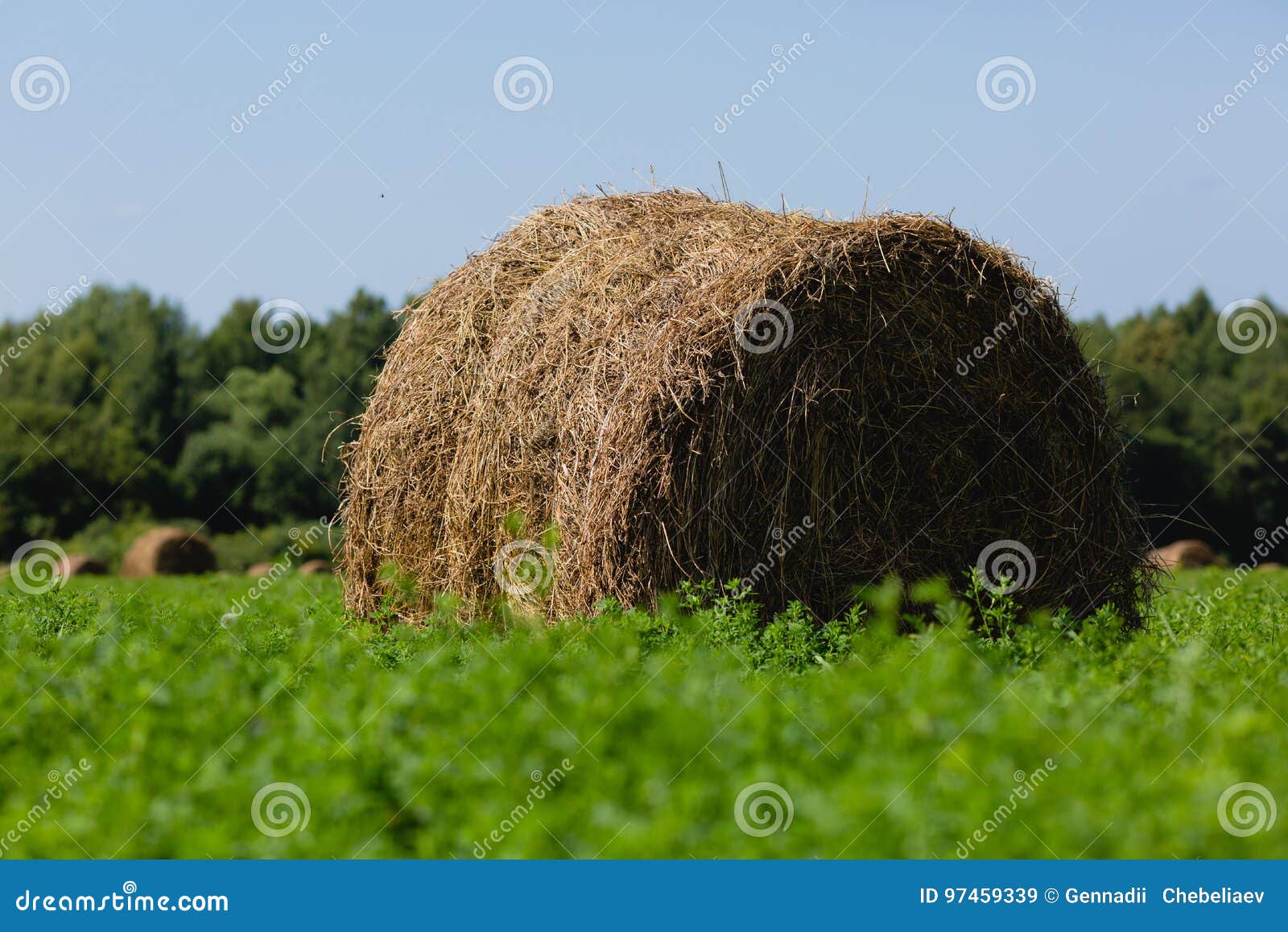 Straw bales in a field stock image. Image of cereal, autumn 97459339