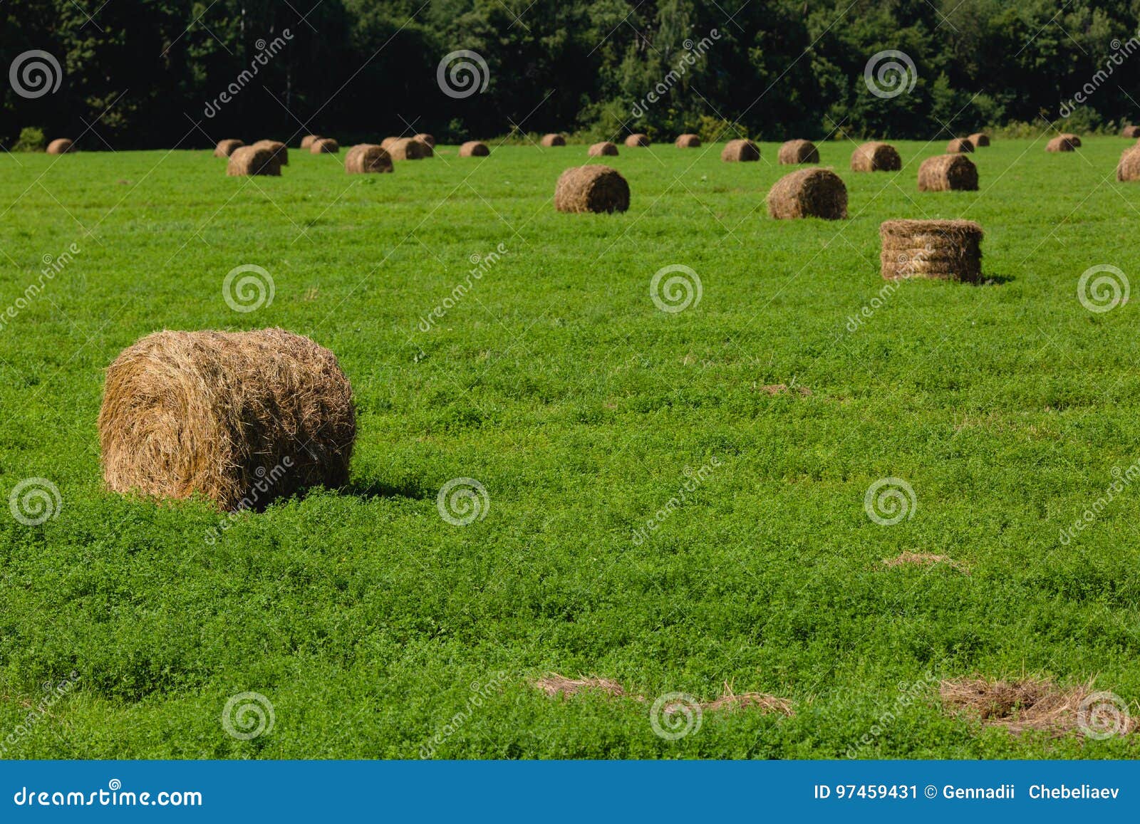 Straw bales in a field stock image. Image of food, circle 97459431