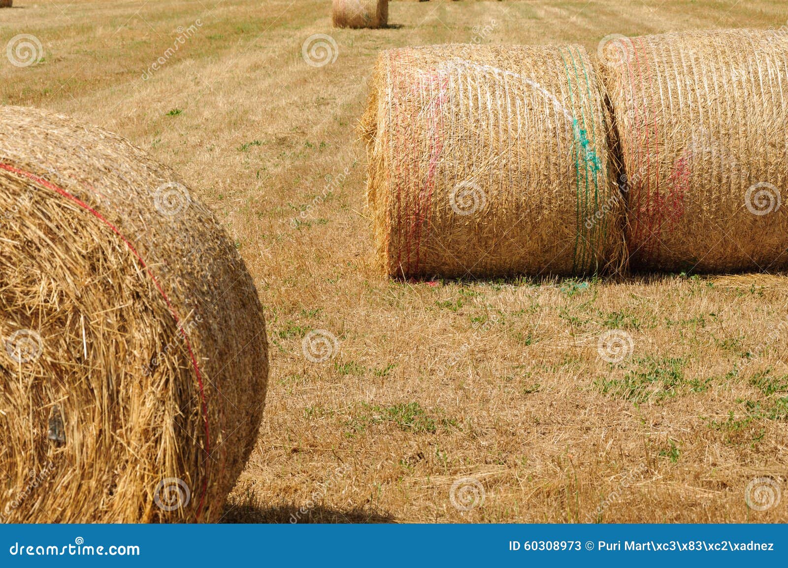 Straw bales stock image. Image of forage, country, landscape 60308973