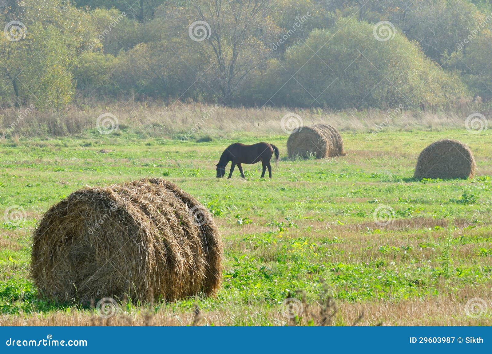 Straw Bales and Grazing Horse in the Field Stock Image Image of