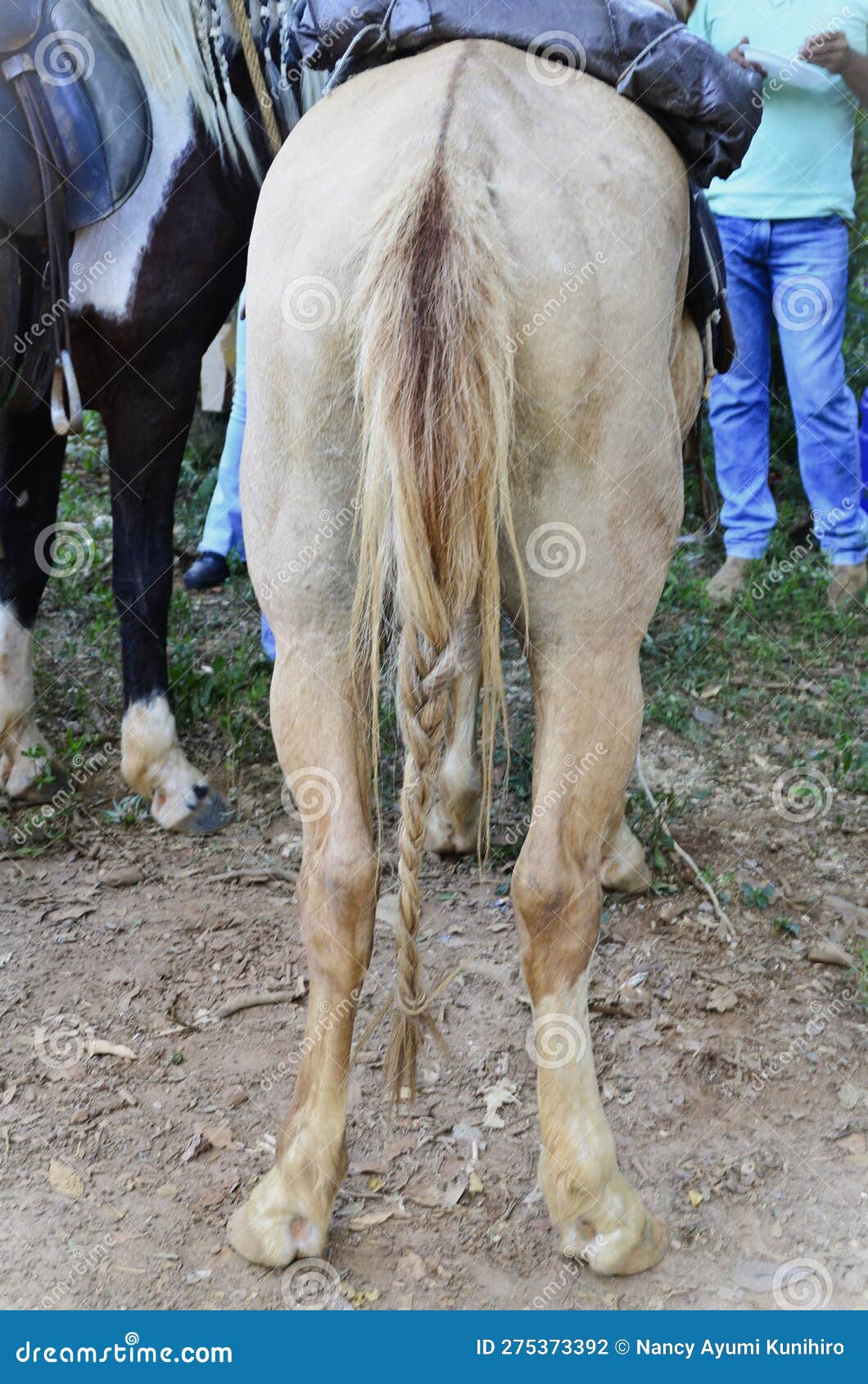 A Straw Colored Horse with Its Tail Combed for Riding Stock Photo
