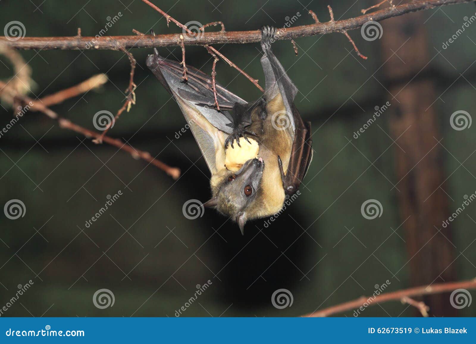 straw-coloured fruit bat