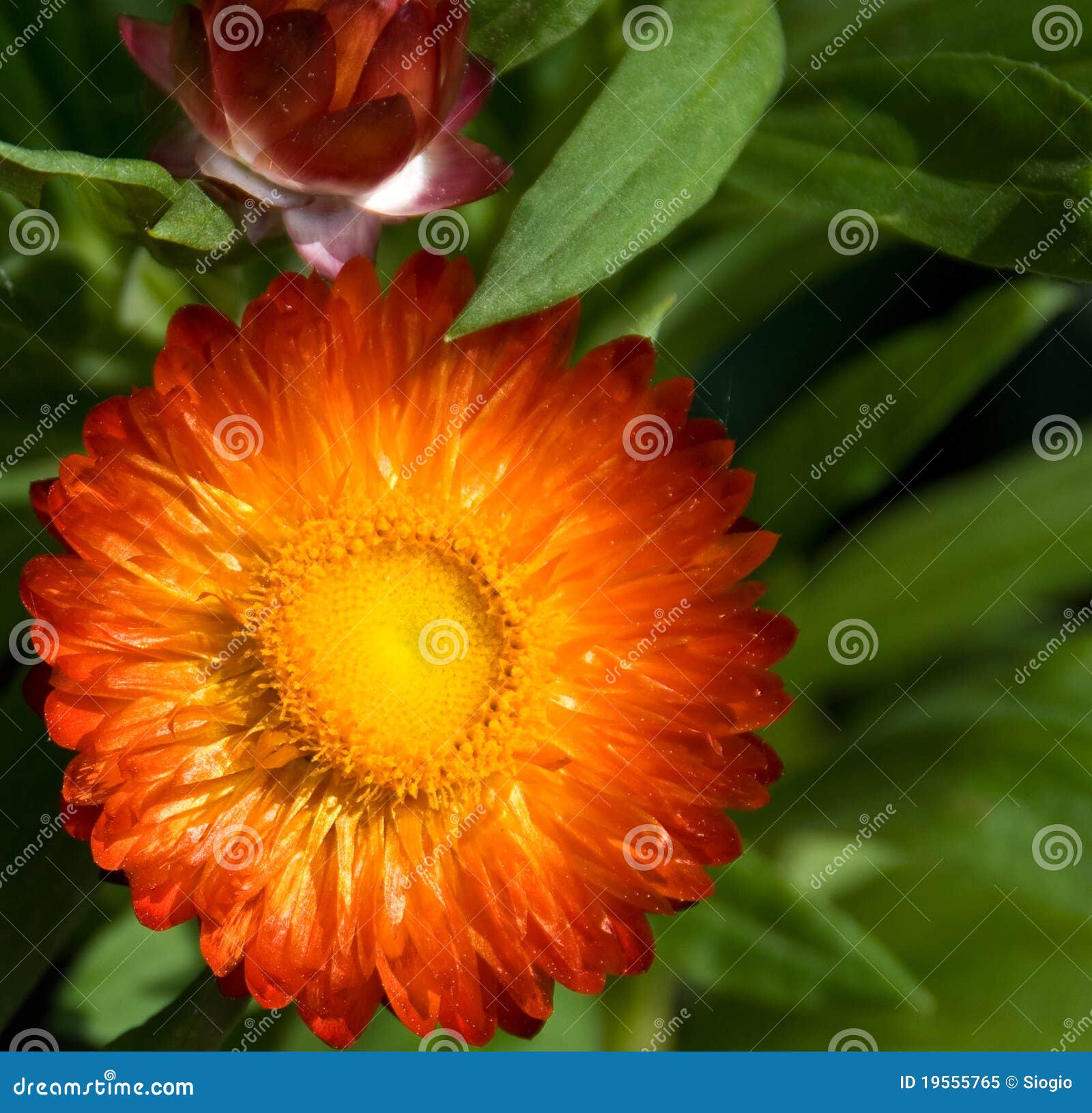 Straw Flower stock image. Image of straw, gold, flower 19555765