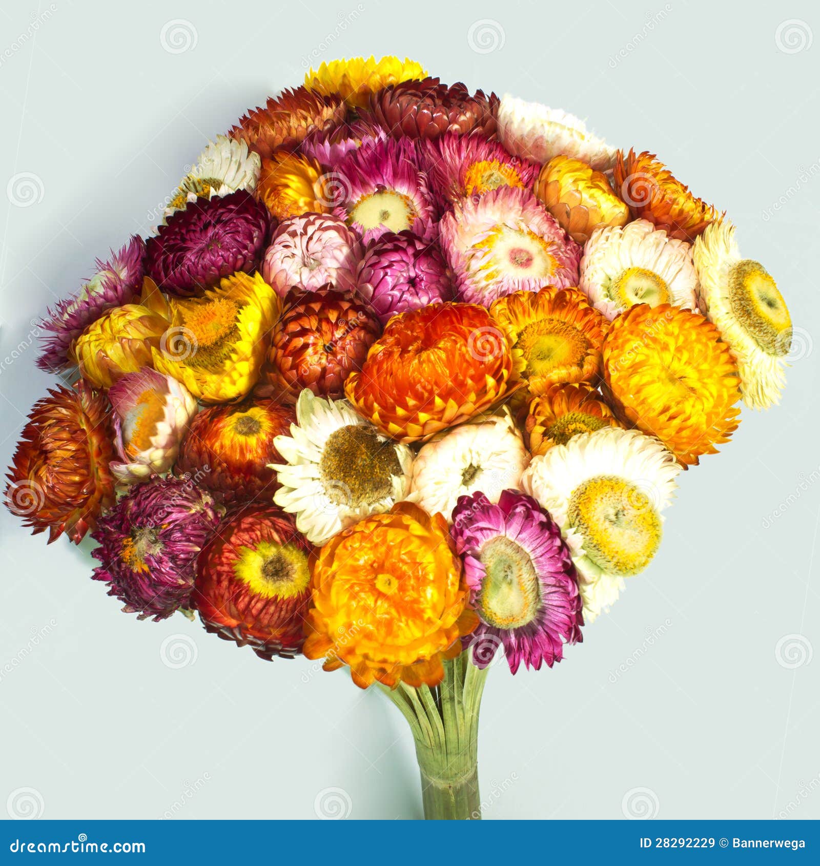 Straw flower stock image. Image of natural, petal, colorful 28292229
