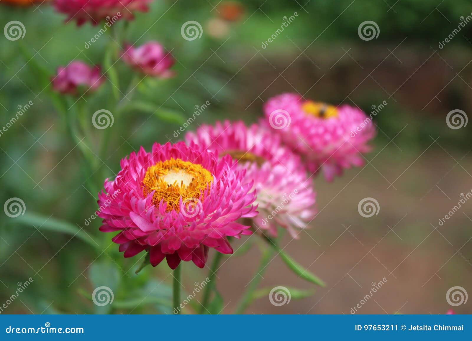 Straw Flower stock image. Image of pink, plant, straw 97653211