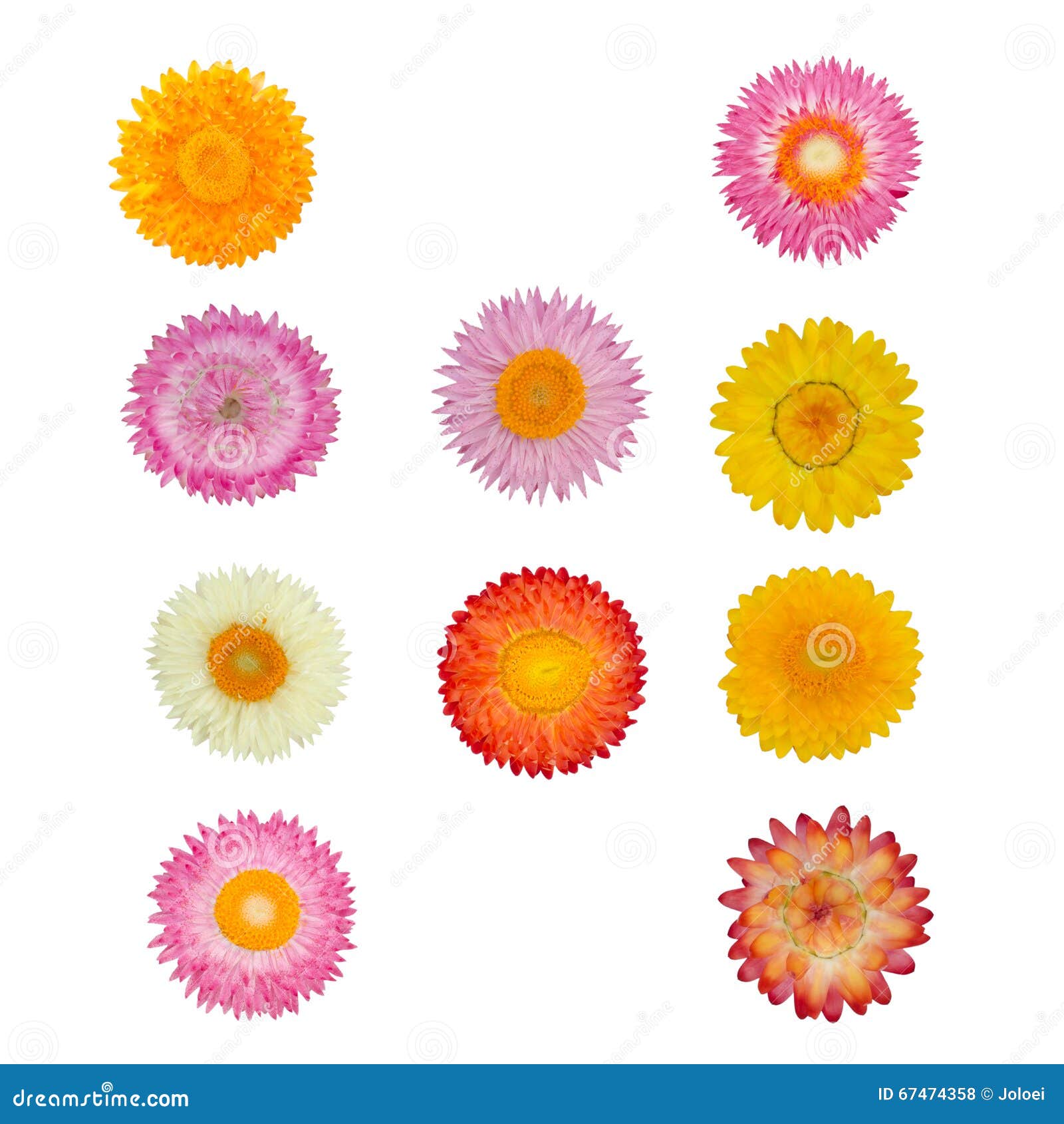 Straw Flower or Everlasting Stock Photo Image of blossom, petal 67474358