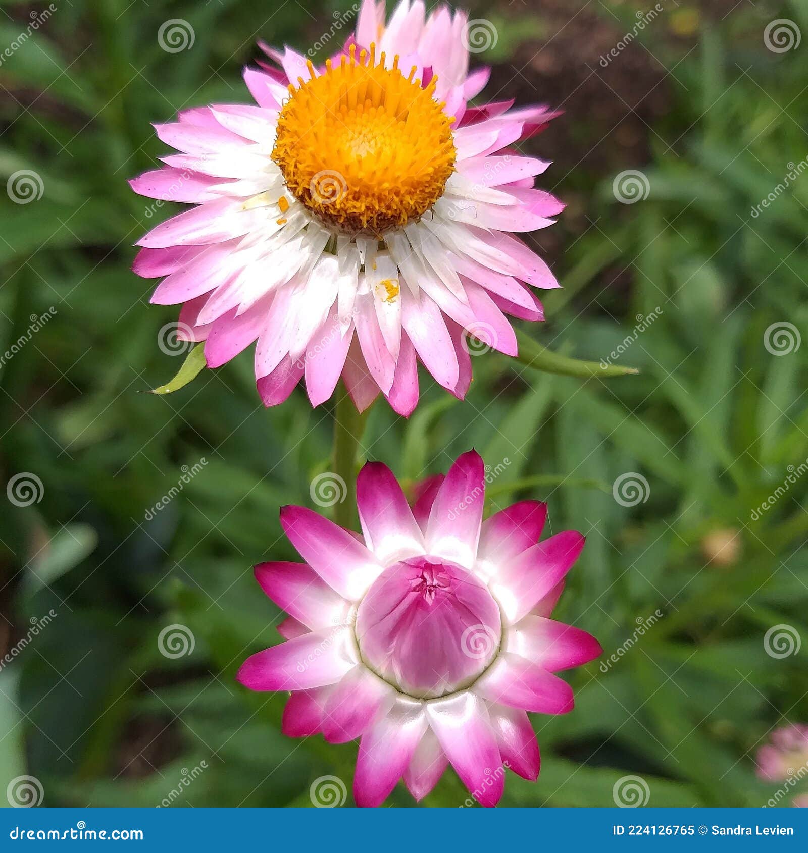 Beautiful Purple and Pink Flowers in the Garden. Straw Flower (Flor De  Palha) or always-alive (Sempre-viva) Stock Image - Image of poaceae,  eriocaulaceae: 224126765