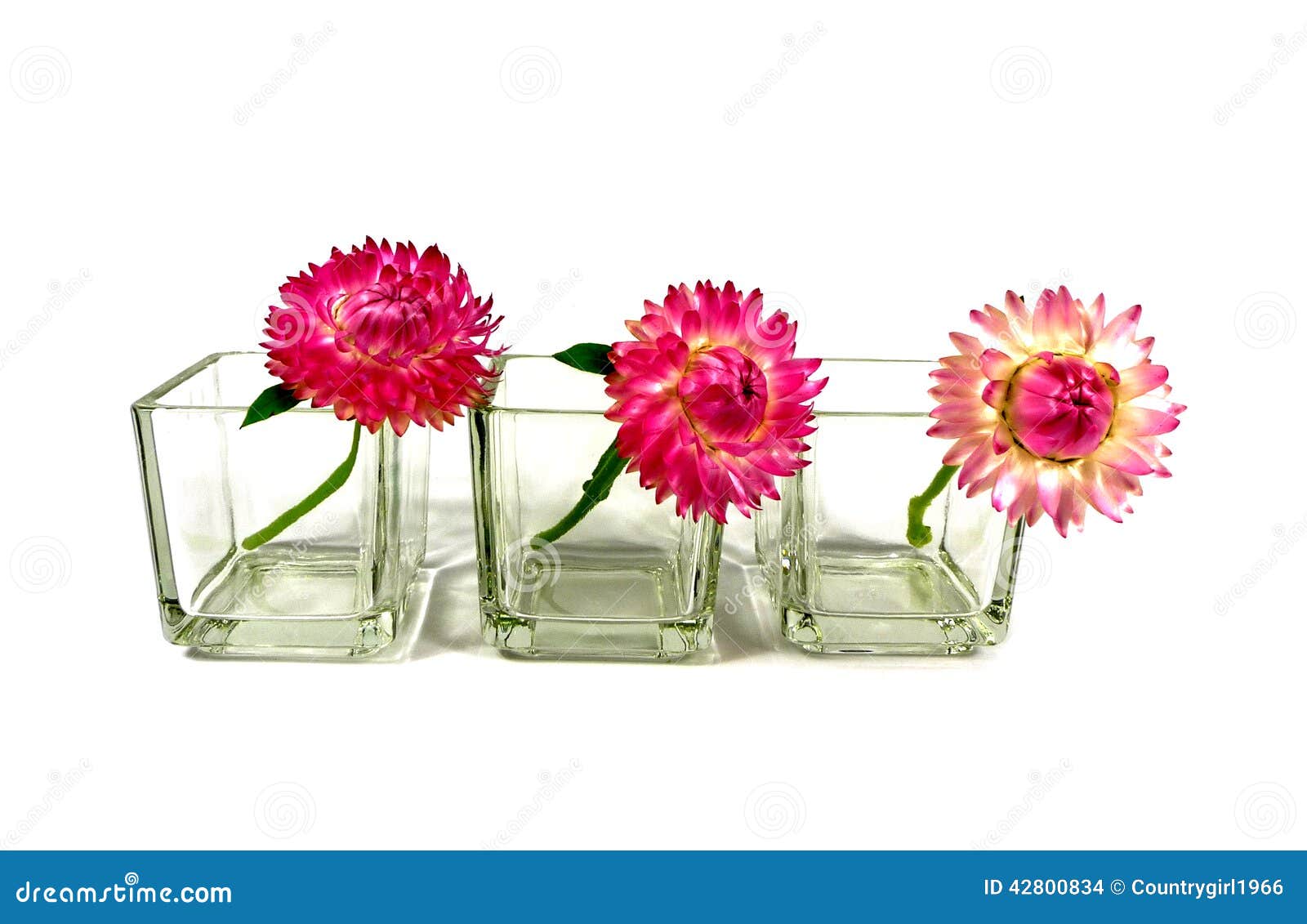 Straw flowers stock photo. Image of flowers, ornamentally 42800834