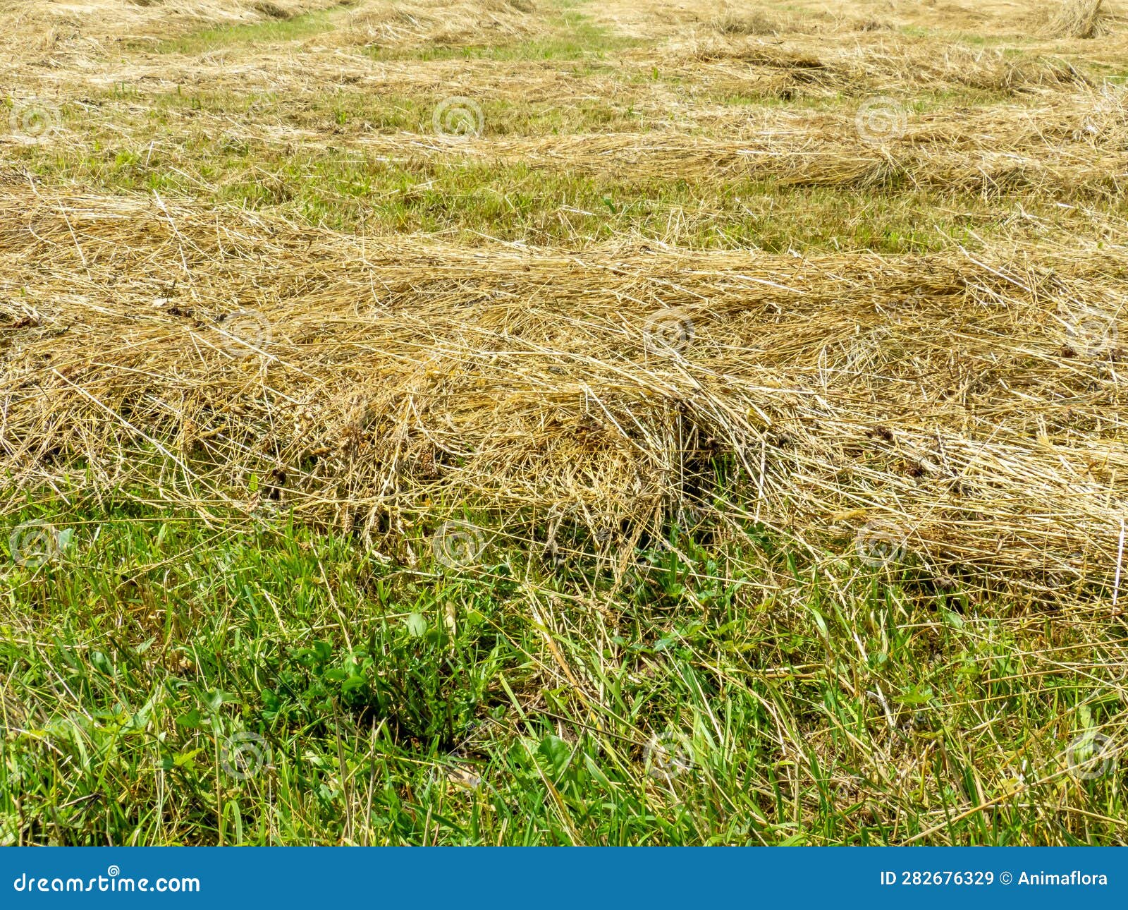 Straw Grass in the Field 01 Stock Image Image of harvest, wind 282676329