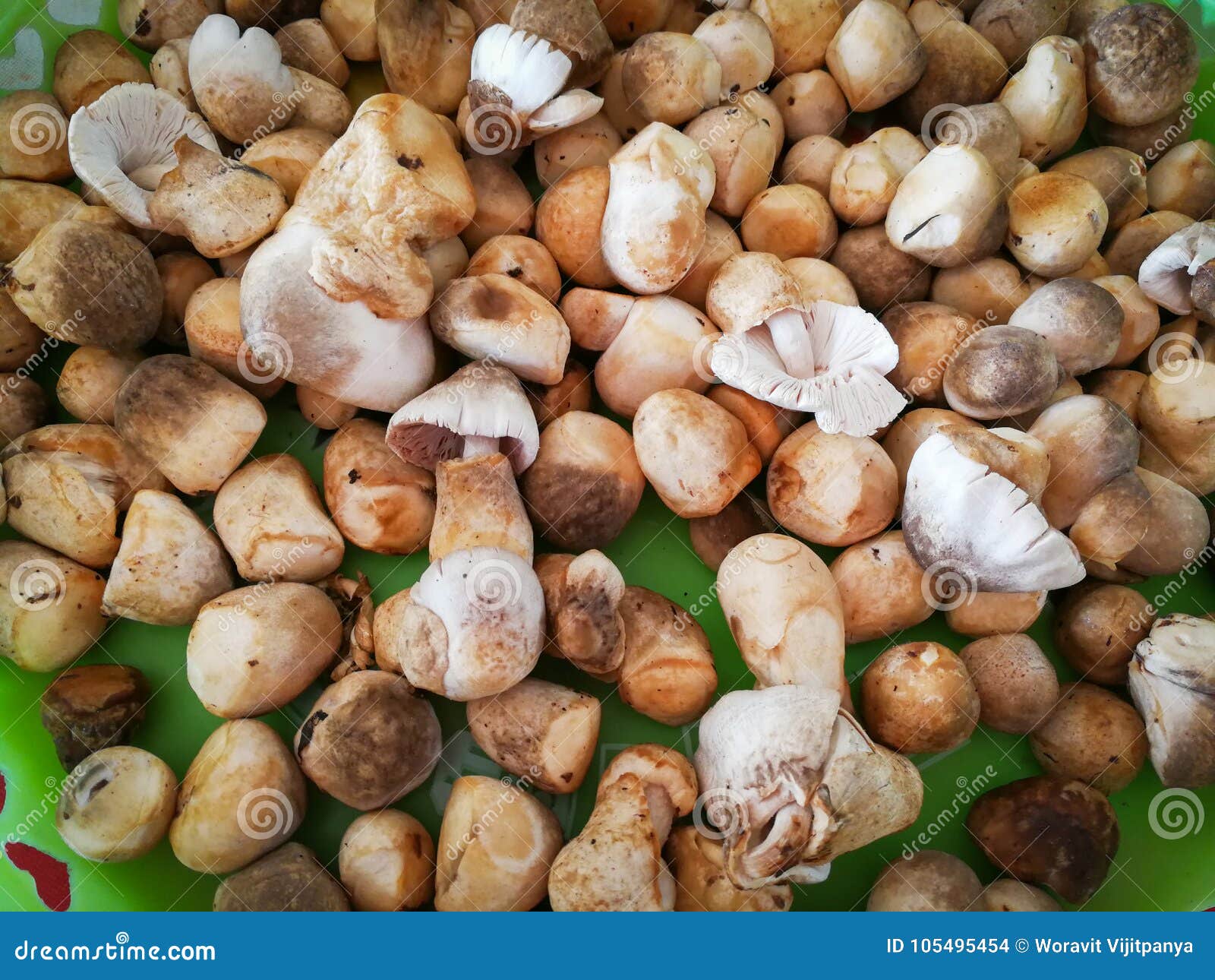 Straw Mushroom foto de stock. Imagem de picante, gourmet 105495454
