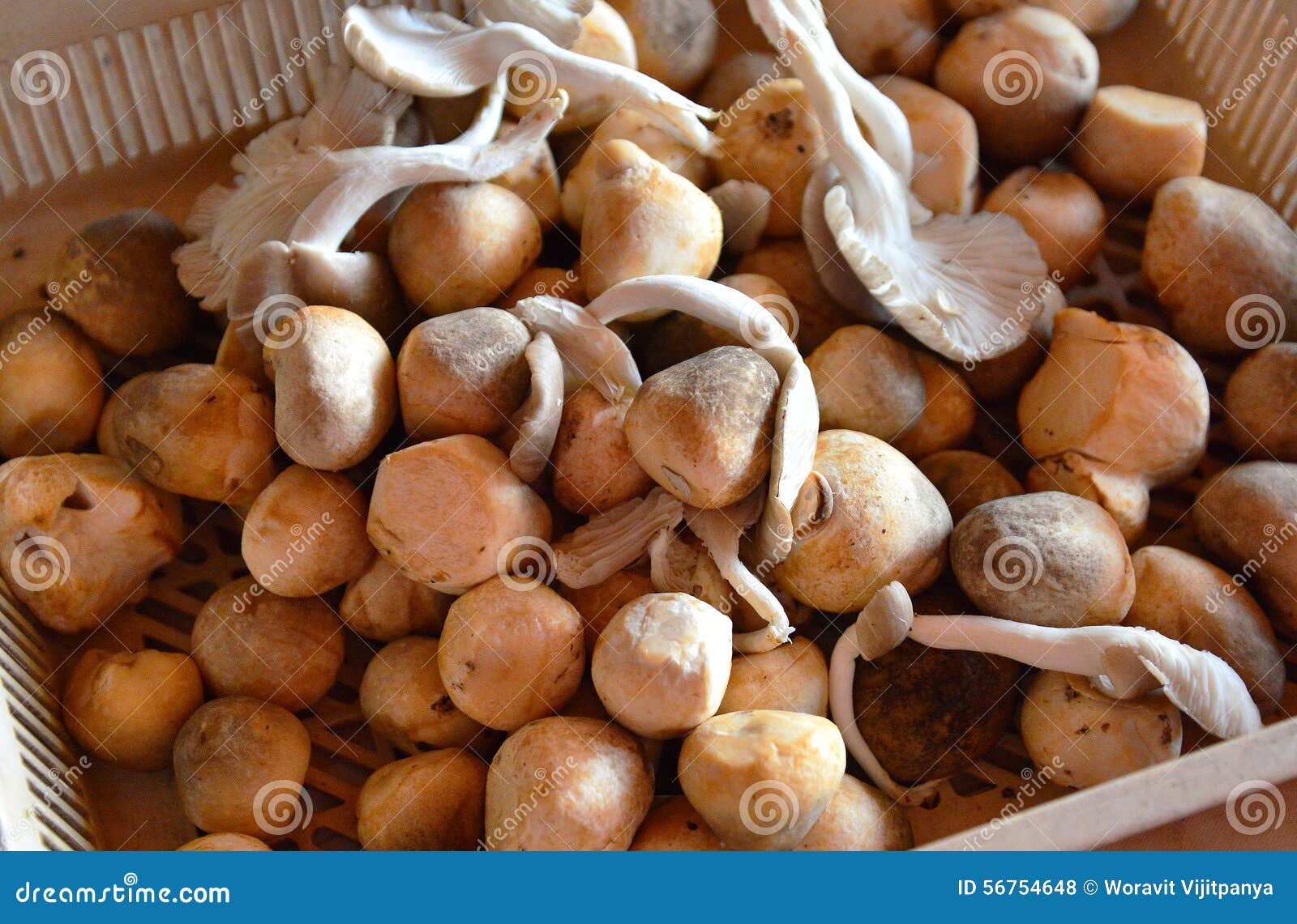 Straw mushrooms stock photo. Image of delicious, style 56754648