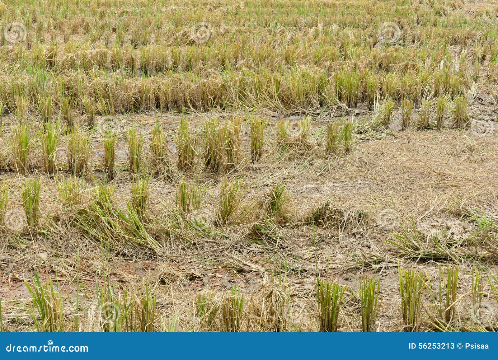 Straw in rice paddy field stock image. Image of rural 56253213