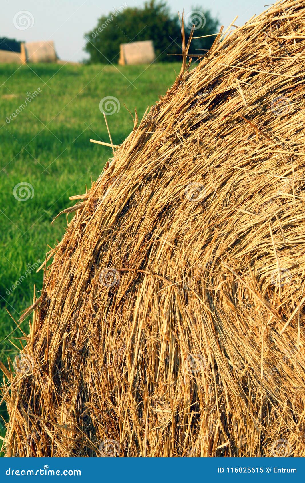 Straw Stack with Green Grass and Other Bales in Background Stock Image