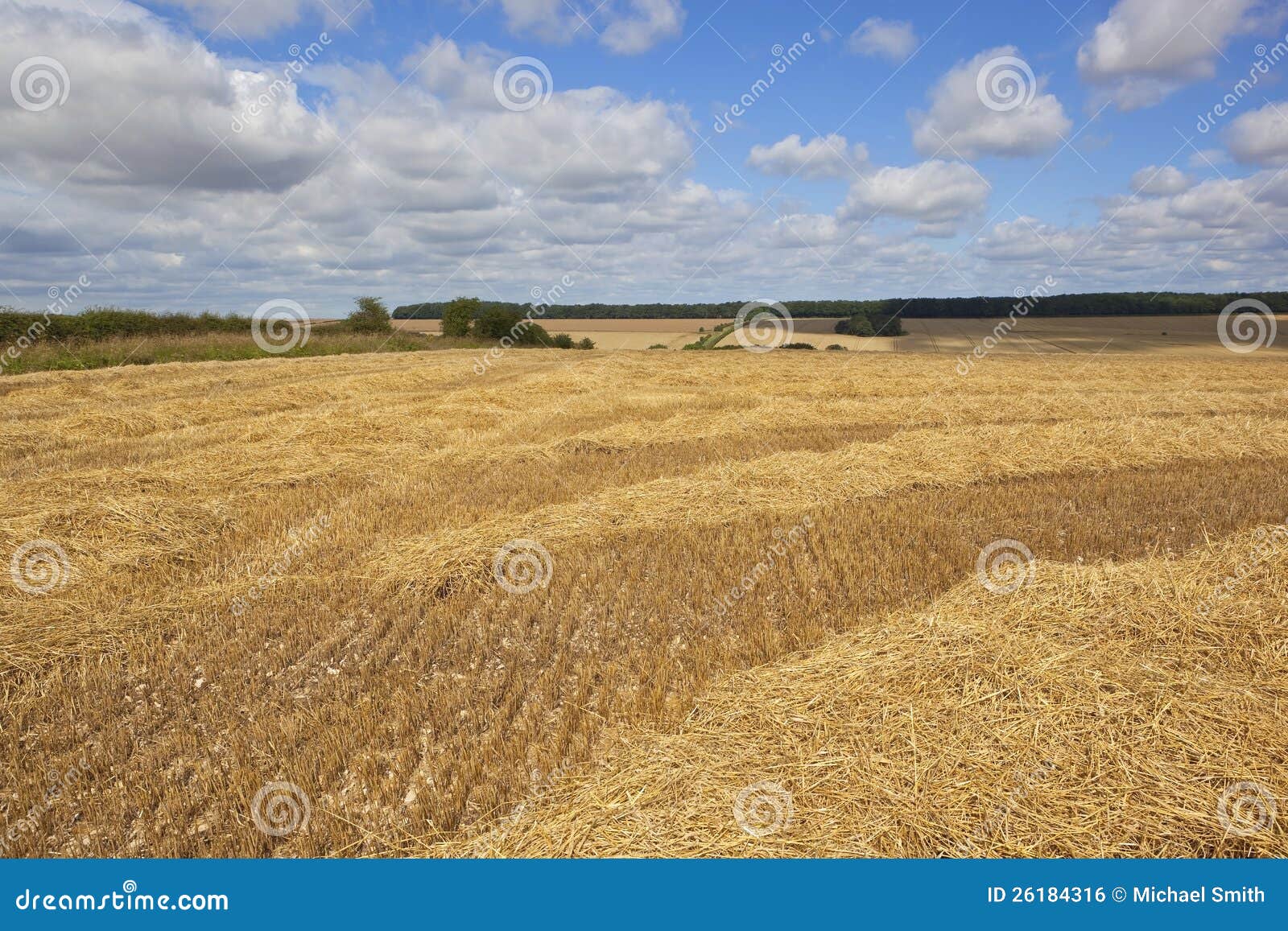 Straw and stubble stock photo. Image of texture, fields 26184316