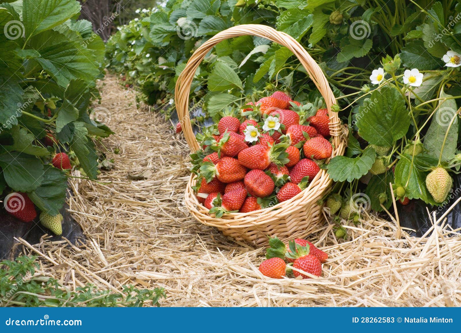 Strawberries in the Basket in the Field Stock Image Image of basket