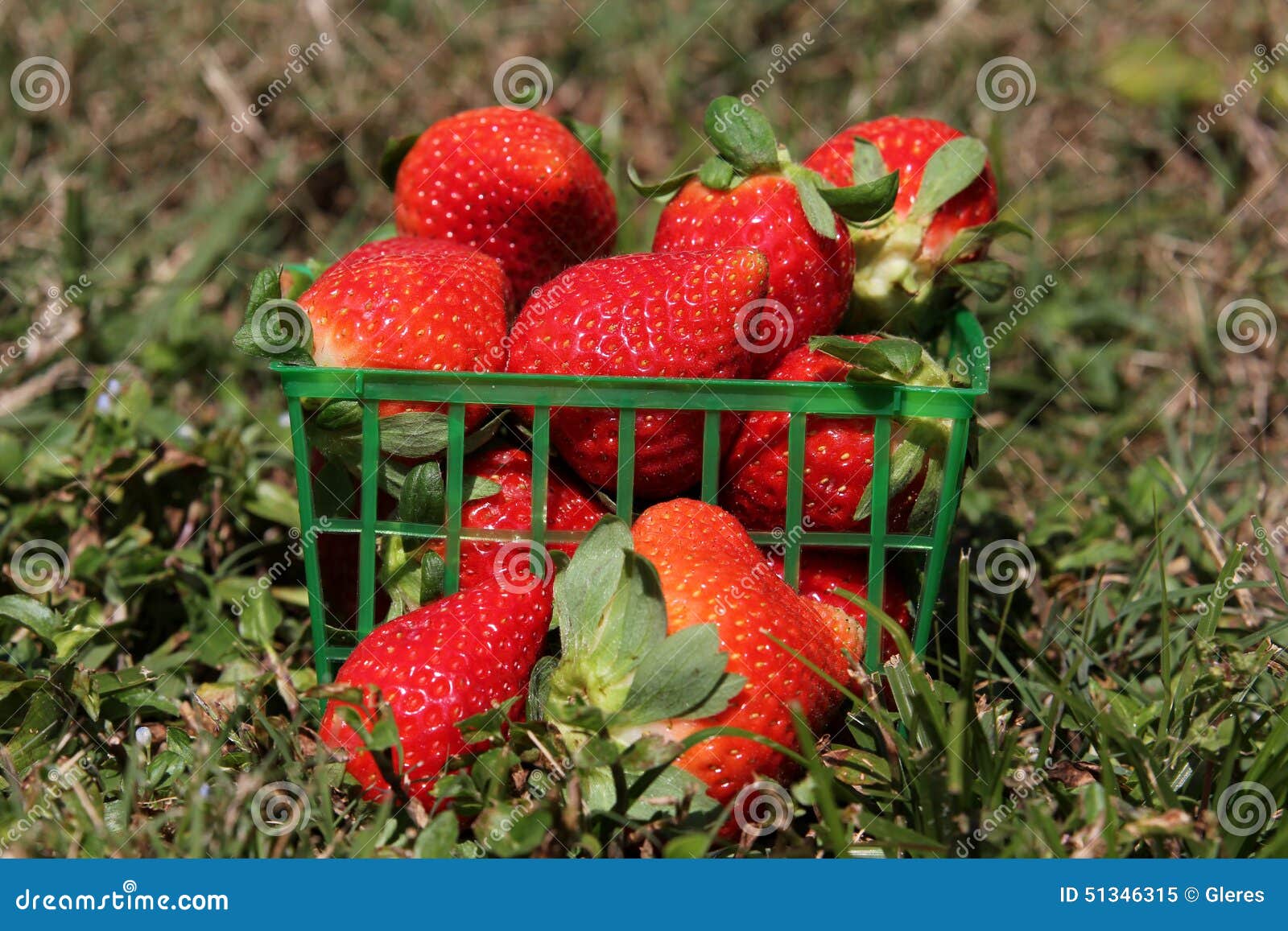 Strawberries in a basket stock image. Image of strawberries 51346315