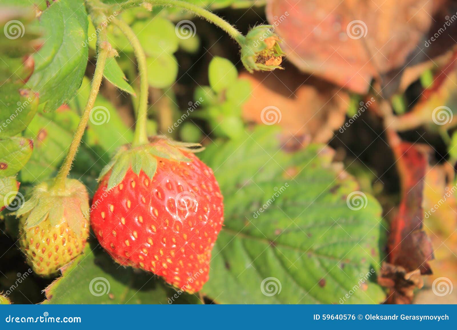 Strawberries on the bush stock photo. Image of juicy 59640576